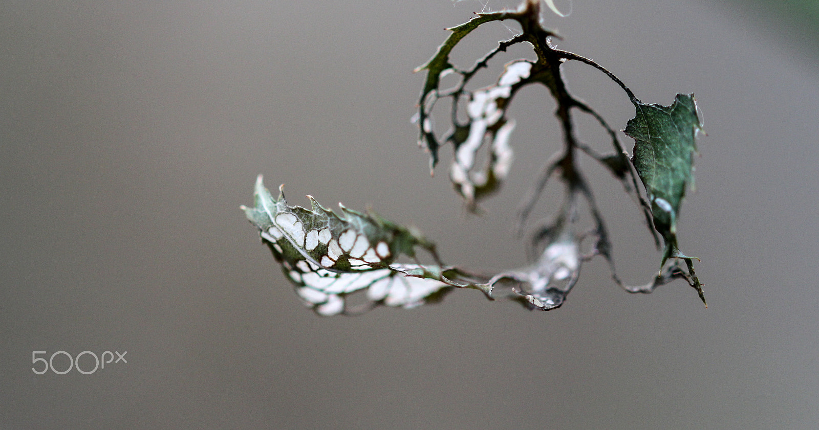 Sigma 105mm F2.8 EX DG OS HSM sample photo. Skeletonized photography