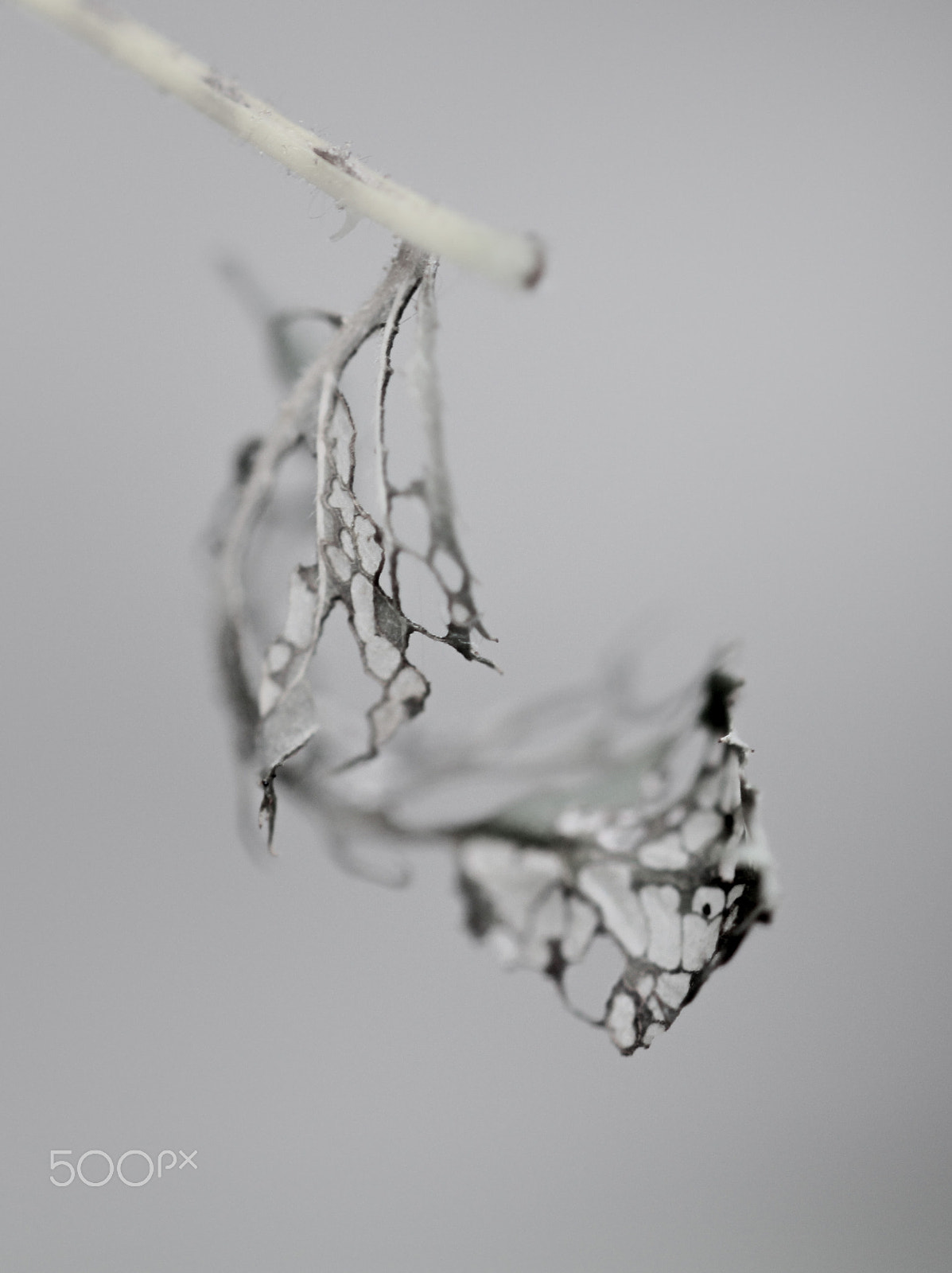 Sigma 105mm F2.8 EX DG OS HSM sample photo. Lace curtain photography
