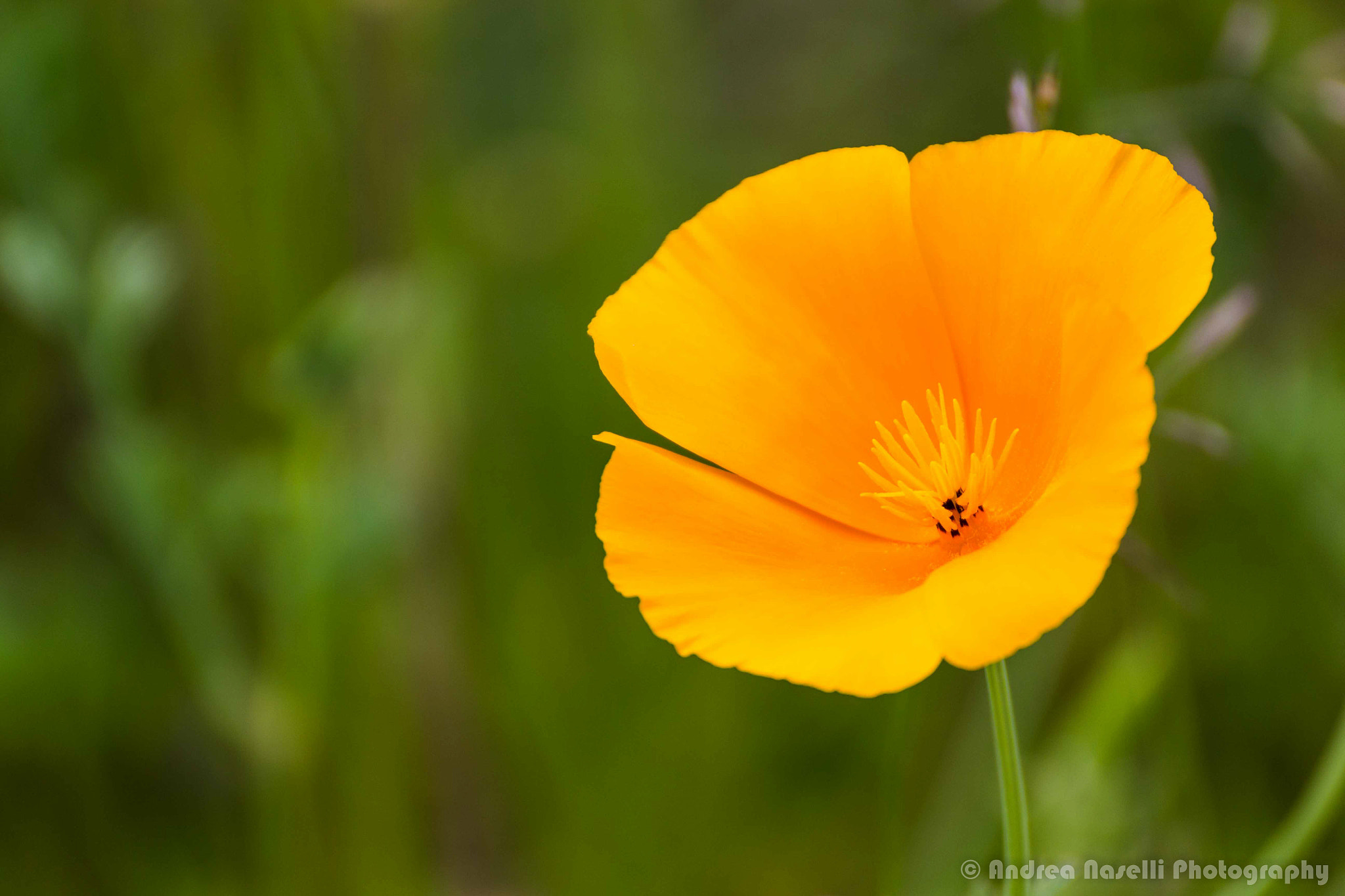 Tamron SP 35mm F1.8 Di VC USD sample photo. In alto i calici photography