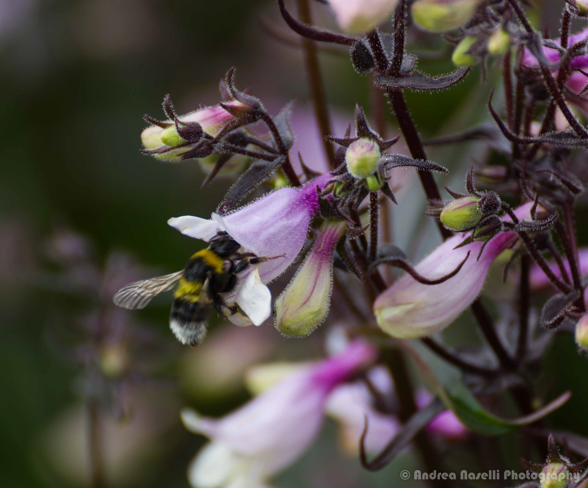 Tamron SP 35mm F1.8 Di VC USD sample photo. Deep purple photography