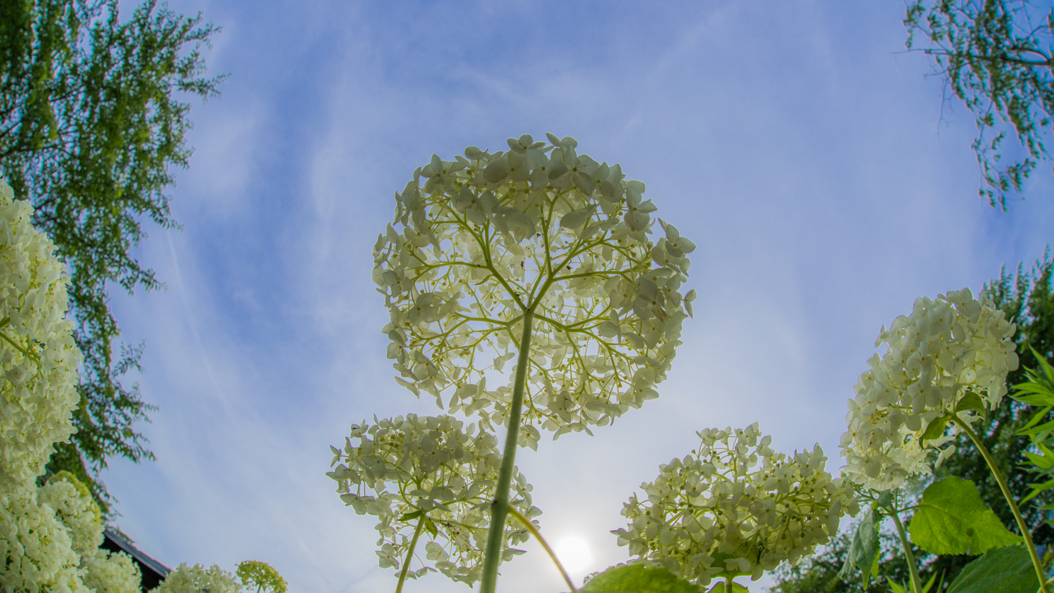 Sony a99 II + Sigma 15mm F2.8 EX DG Diagonal Fisheye sample photo. Hydrangea! photography