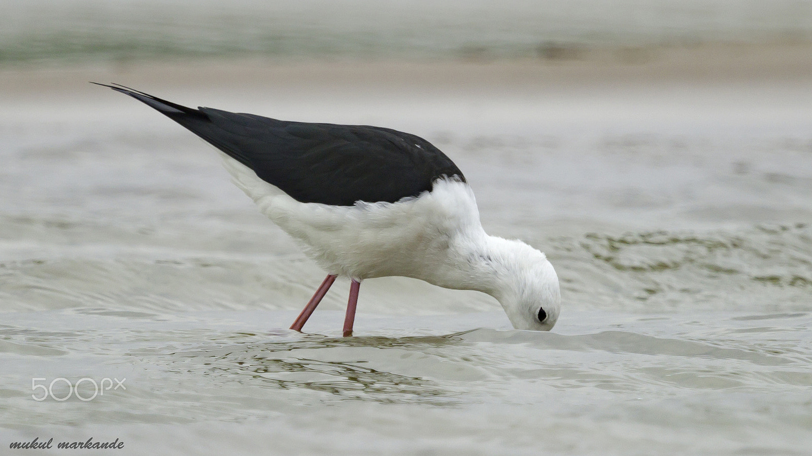 Canon EF 100-400mm F4.5-5.6L IS USM sample photo. What's cooking ... ??!! photography
