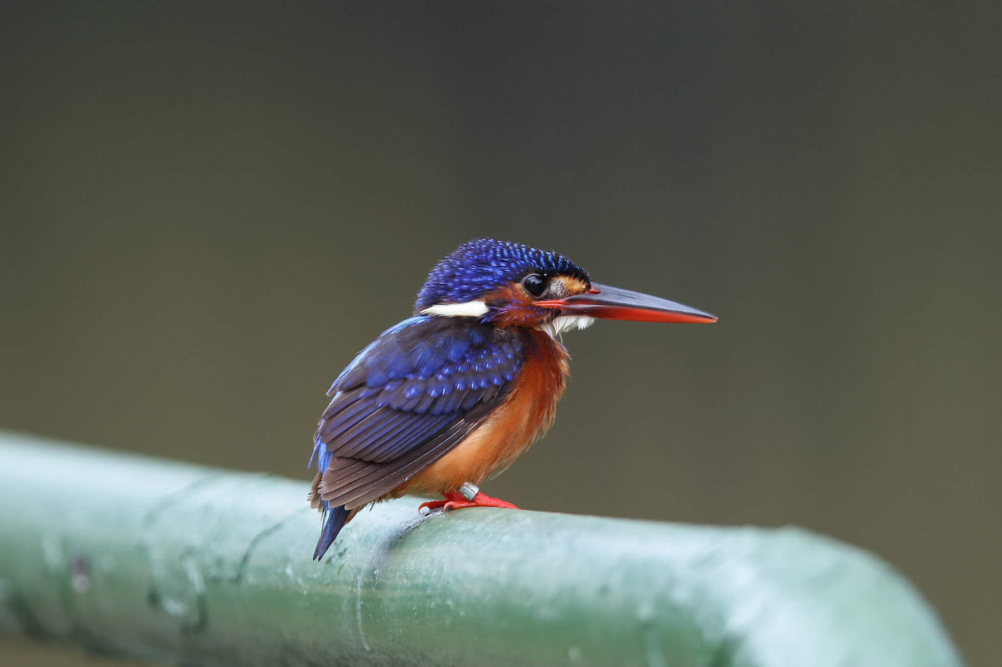 Canon EOS 5DS R + Canon EF 400mm F2.8L IS II USM sample photo. Blue-eared kingfisher photography