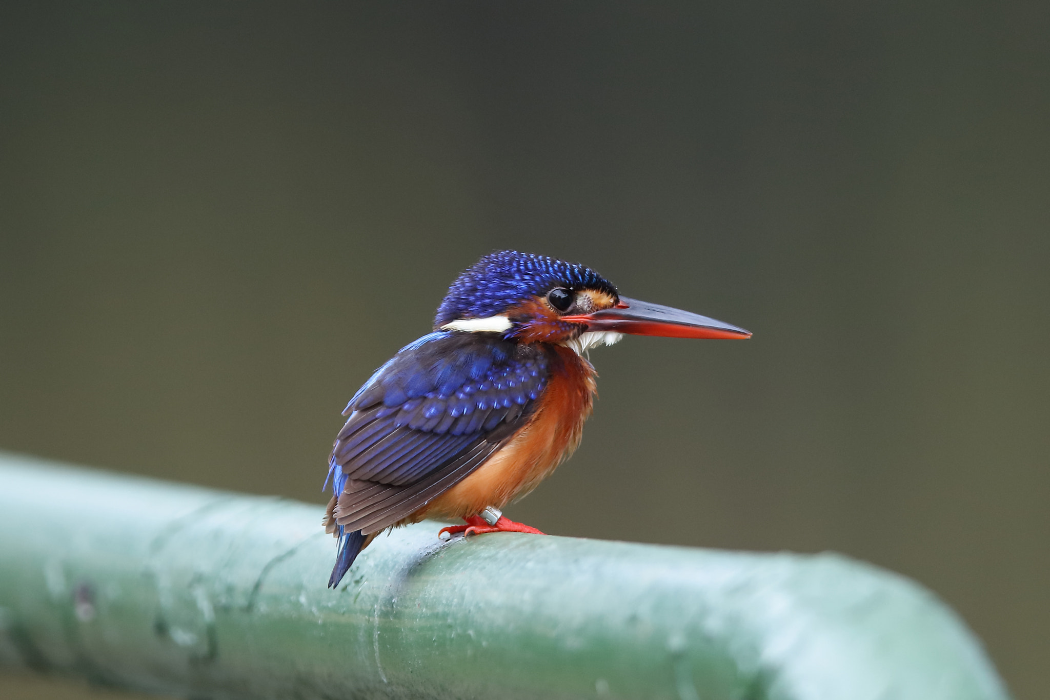 Canon EF 400mm F2.8L IS II USM sample photo. Blue-eared kingfisher photography