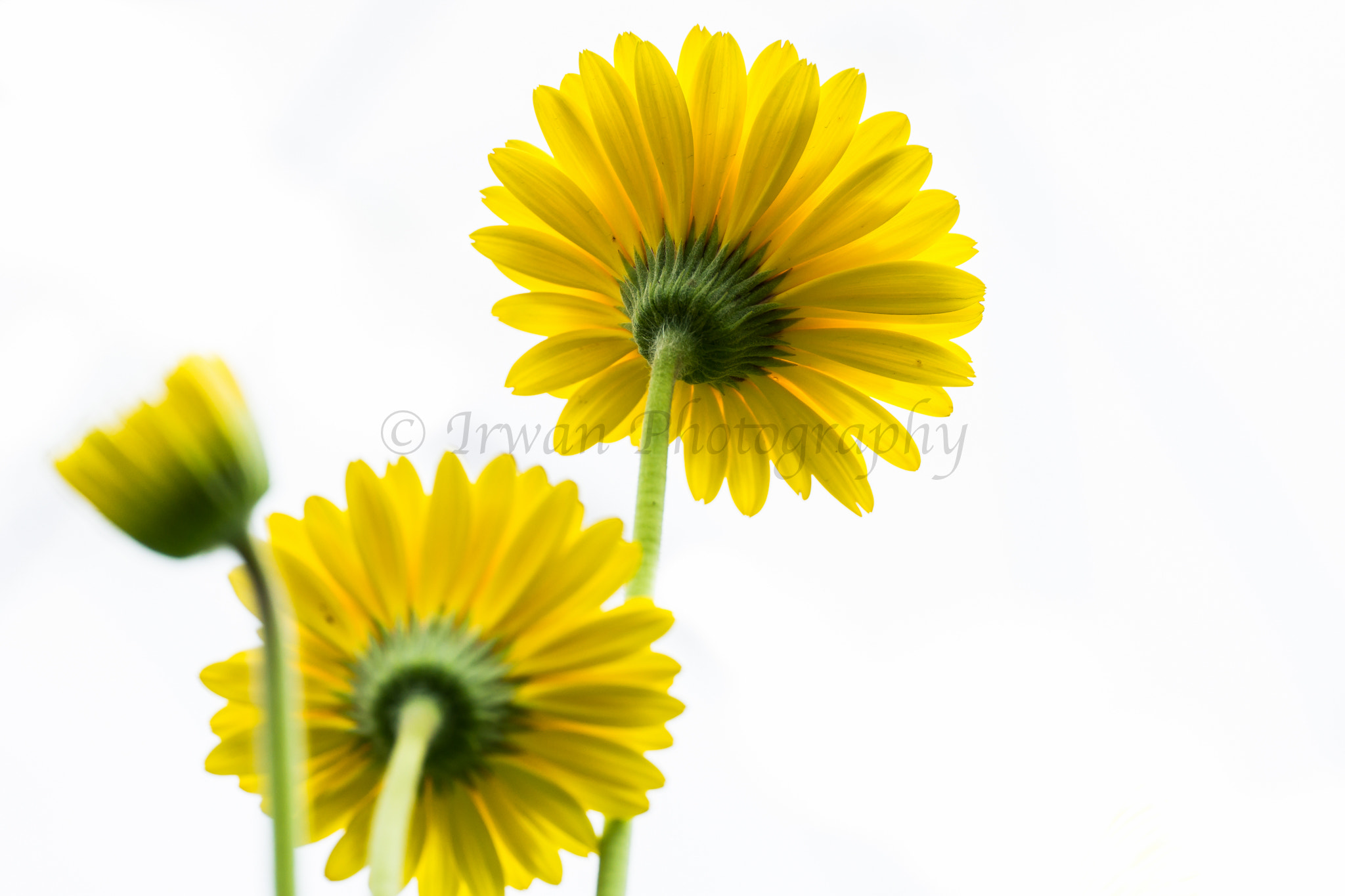 Sony Alpha NEX-7 + Sony E PZ 18-105mm F4 G OSS sample photo. Beautiful yellow daisy facing up photography