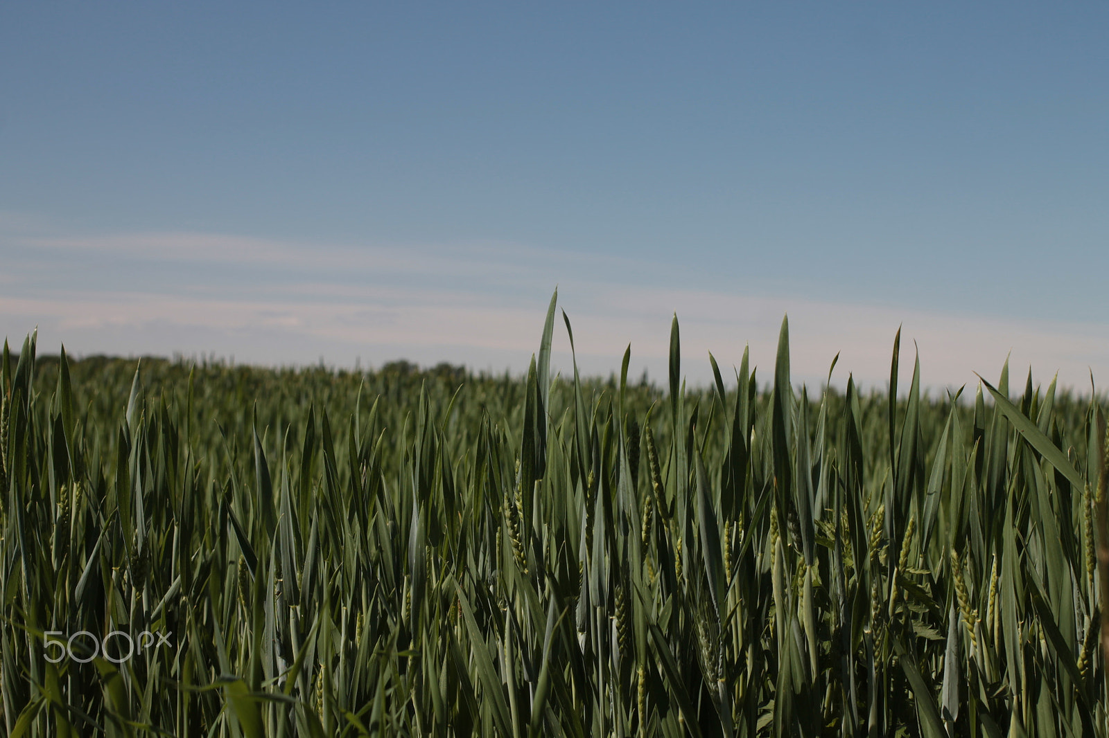 Canon EOS 1100D (EOS Rebel T3 / EOS Kiss X50) + Canon EF 40mm F2.8 STM sample photo. Green wheat field photography