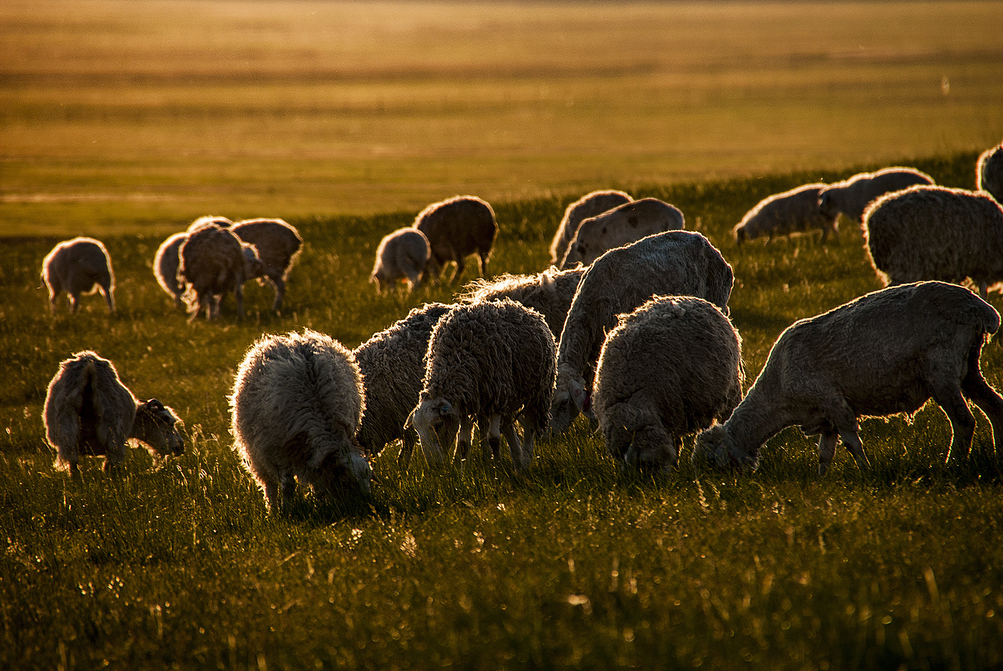 Nikon D80 sample photo. Sheeps under the sunset photography