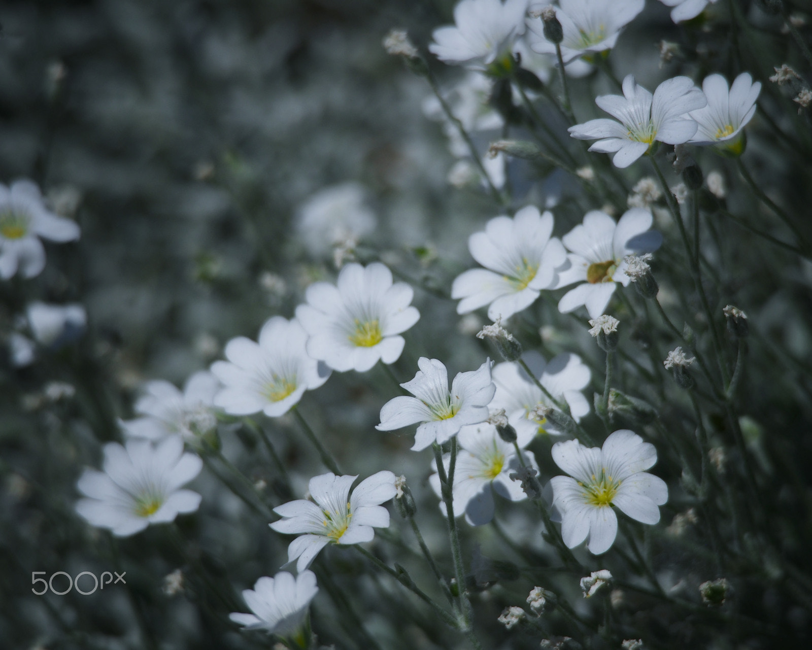 Olympus OM-D E-M5 sample photo. Snow in summer photography