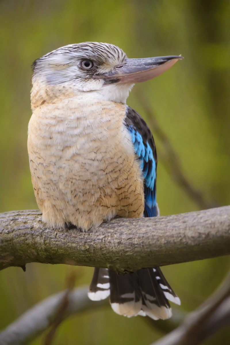 Sigma 150-500mm F5-6.3 DG OS HSM sample photo. Kookaburra photography