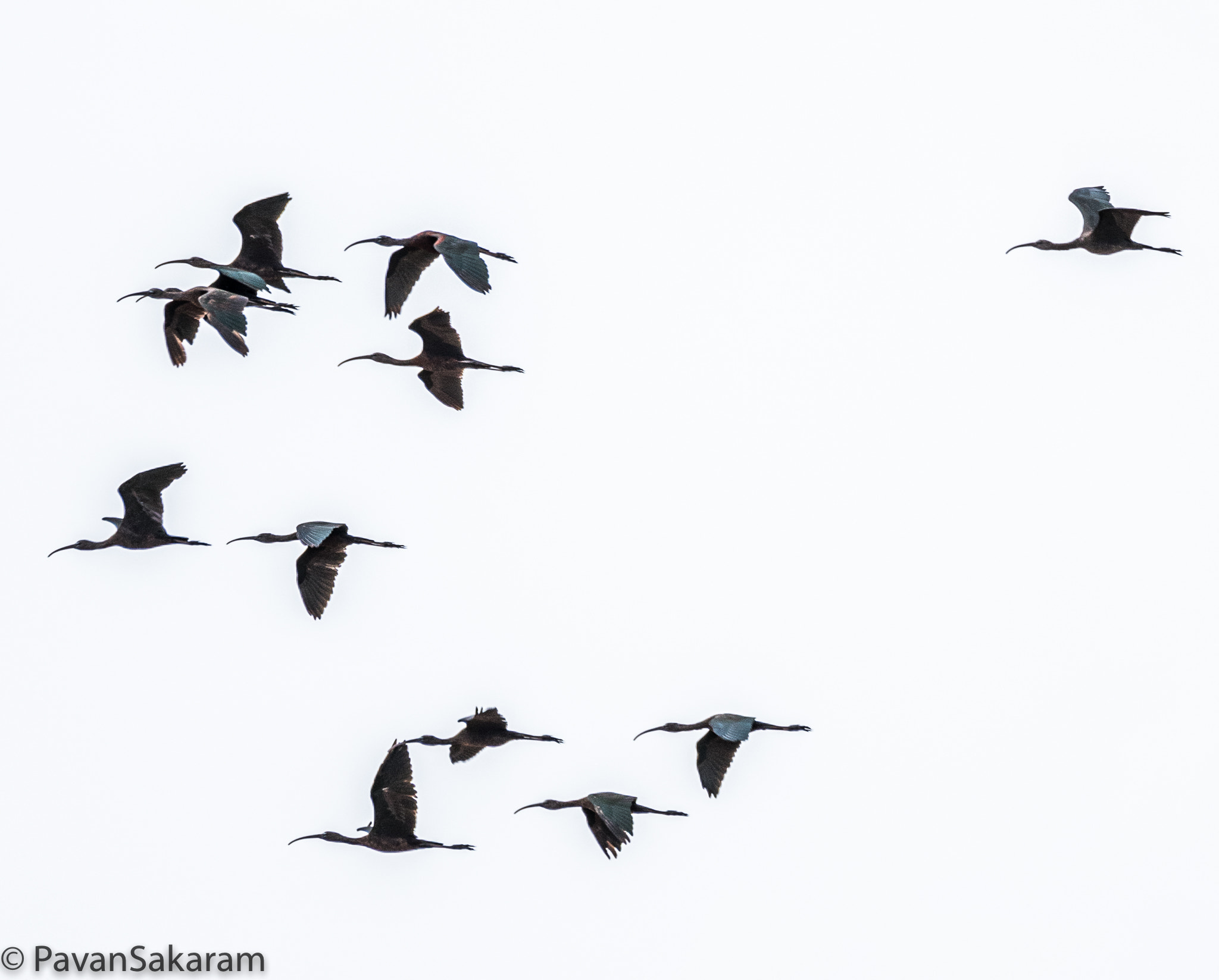 150-600mm F5-6.3 DG OS HSM | Contemporary 015 sample photo. Fly high photography