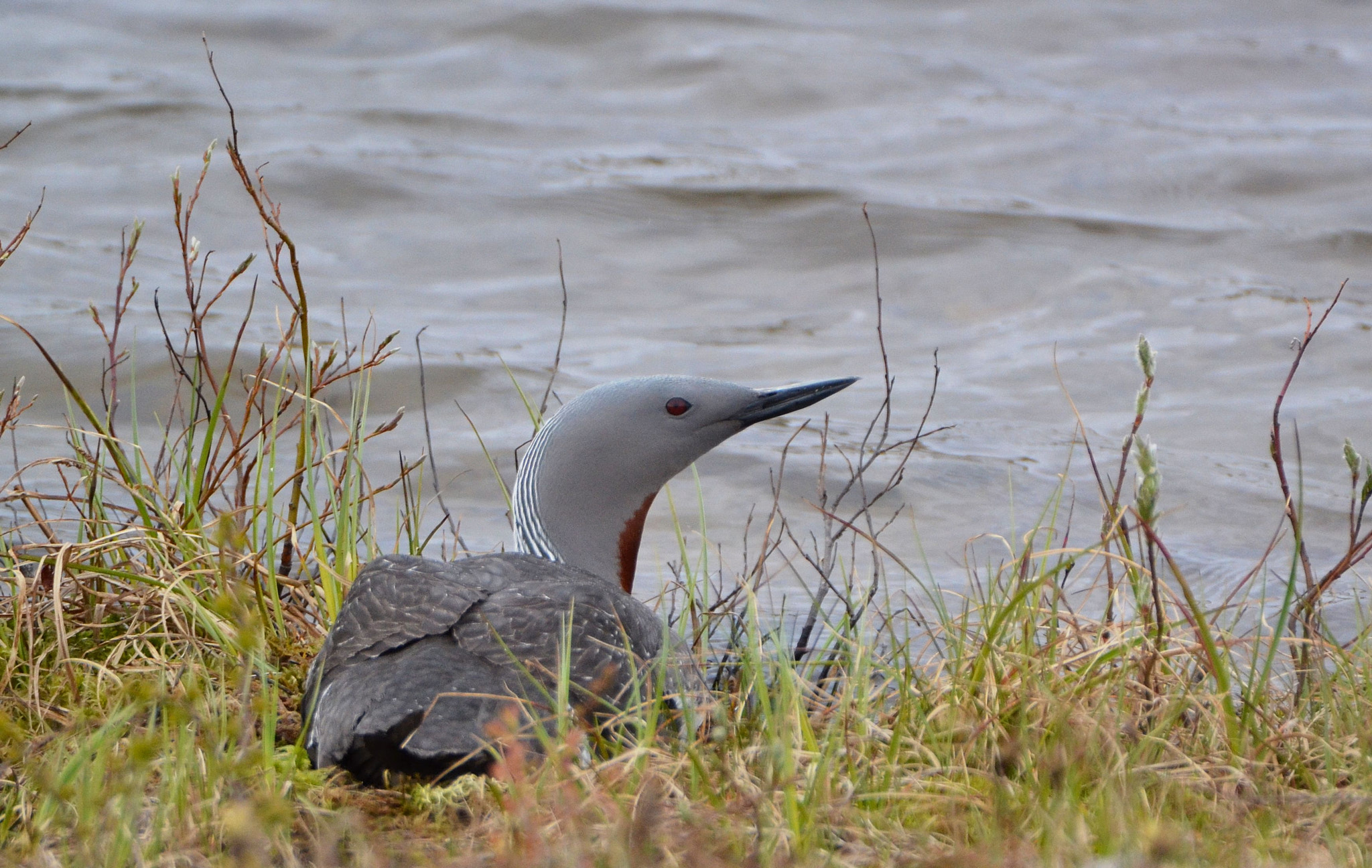Nikon D3100 sample photo. Red-throated diver photography