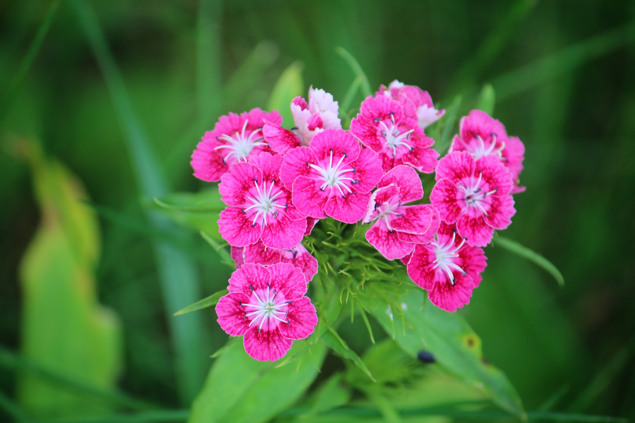 Canon EF-S 55-250mm F4-5.6 IS sample photo. Pinky photography