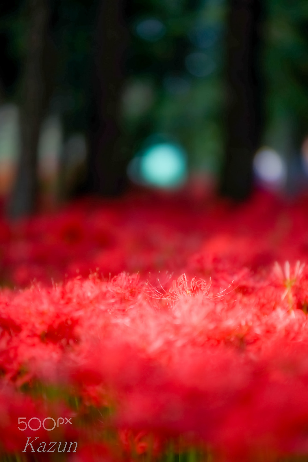 Sony 70-200mm F2.8 G SSM II sample photo. Lycoris radiata photography