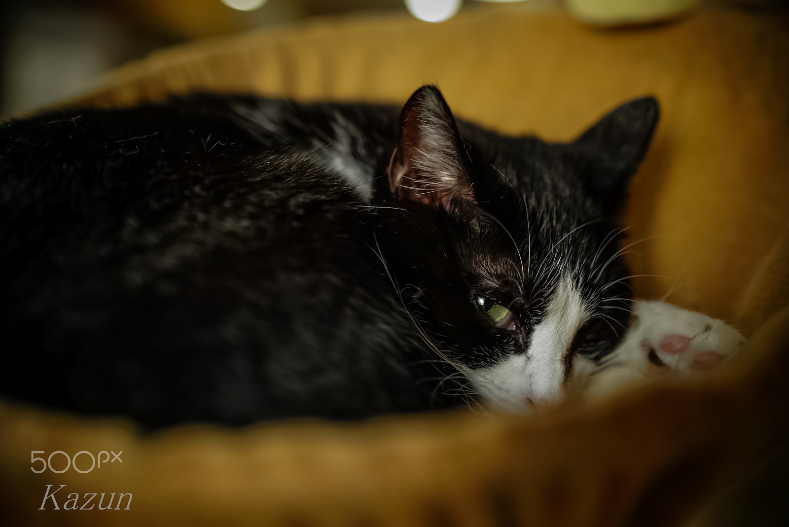 Sony a7S + Sony Distagon T* FE 35mm F1.4 ZA sample photo. Eyes! photography