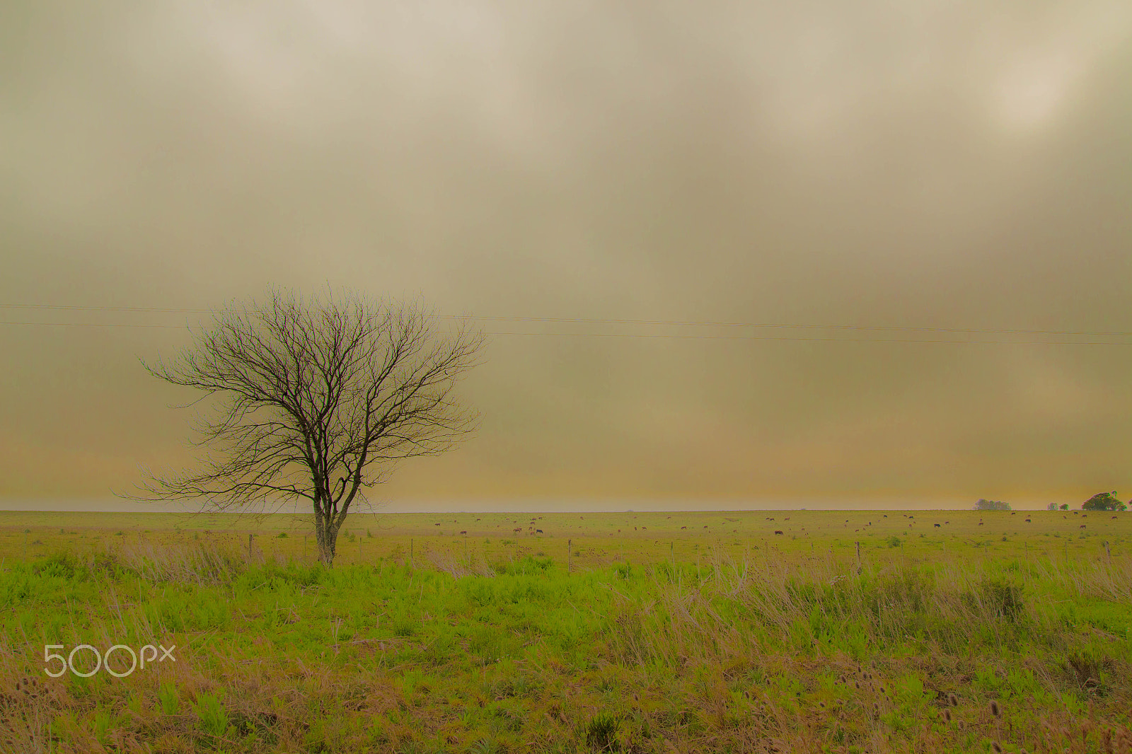 Tamron SP AF 17-50mm F2.8 XR Di II LD Aspherical (IF) sample photo. Morning field photography
