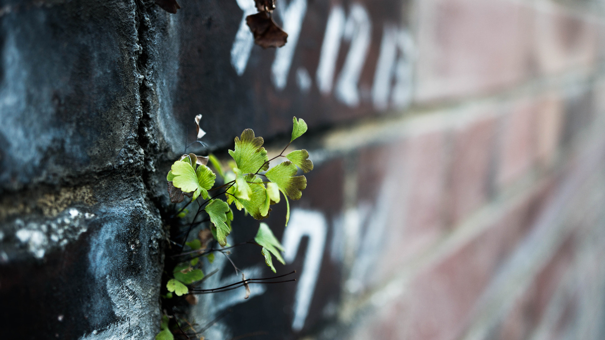 Sony Alpha NEX-5R + Sony E 30mm F3.5 Macro sample photo. Live photography