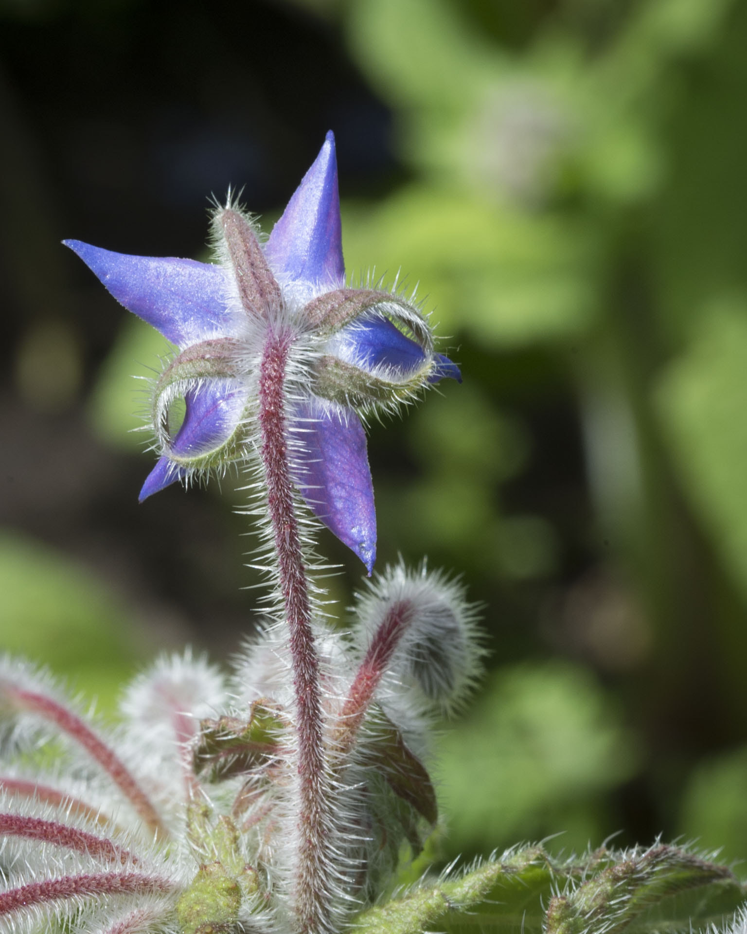 Sigma 105mm F2.8 EX DG OS HSM sample photo. Borretsch photography