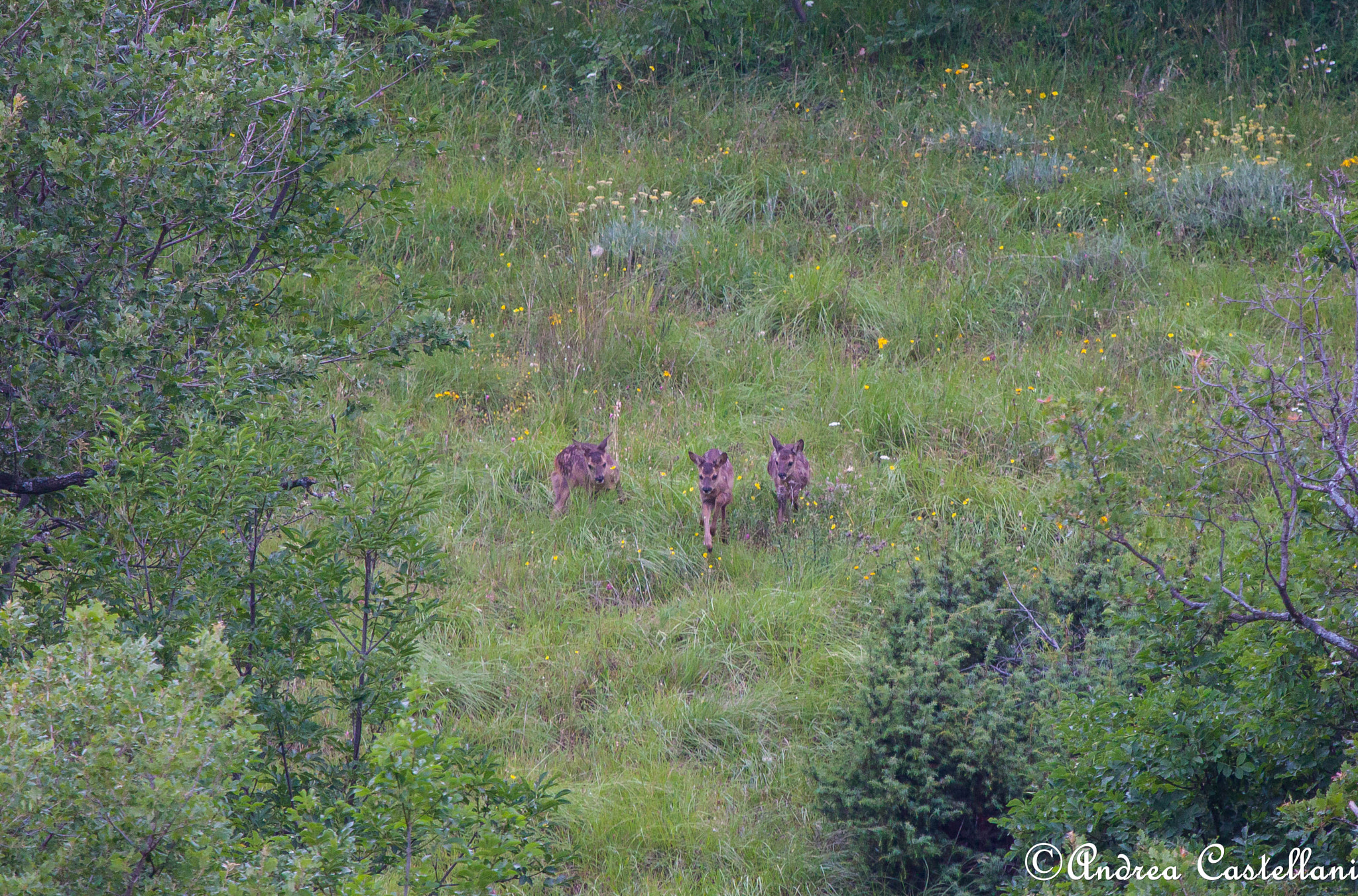 Canon EF 100-400mm F4.5-5.6L IS USM sample photo. Three young roe deer playful photography