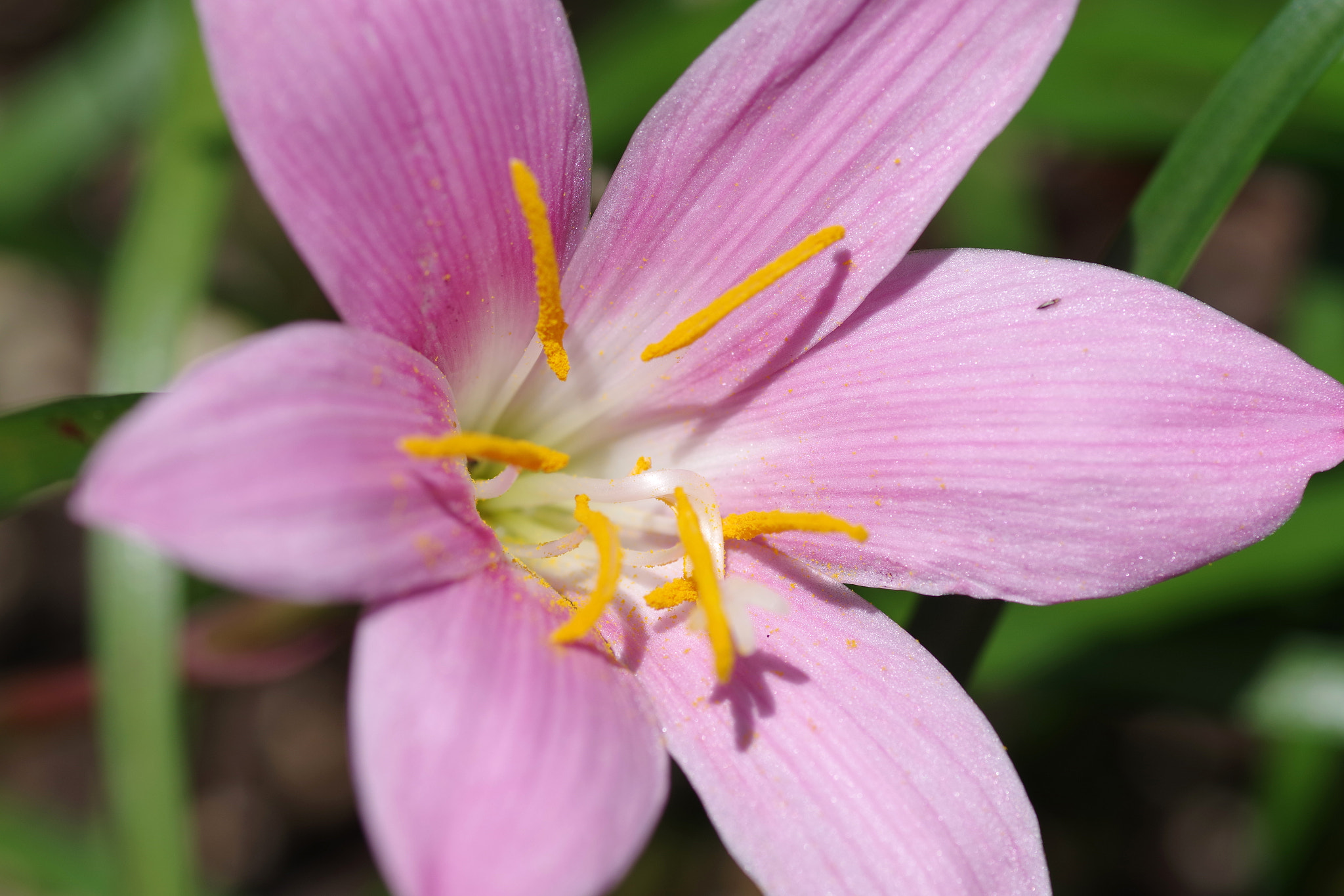 Pentax smc D-FA 100mm F2.8 Macro WR sample photo. Zephyranthes carinata (サフランもどき) photography
