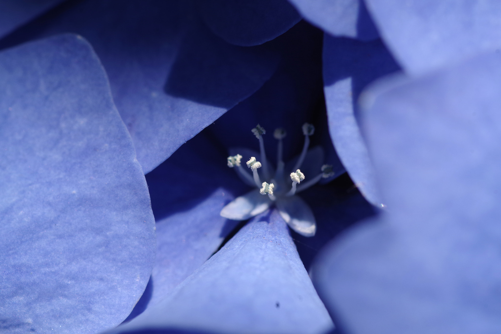 Pentax smc D-FA 100mm F2.8 Macro WR sample photo. Hydrangea (アジサイ) photography