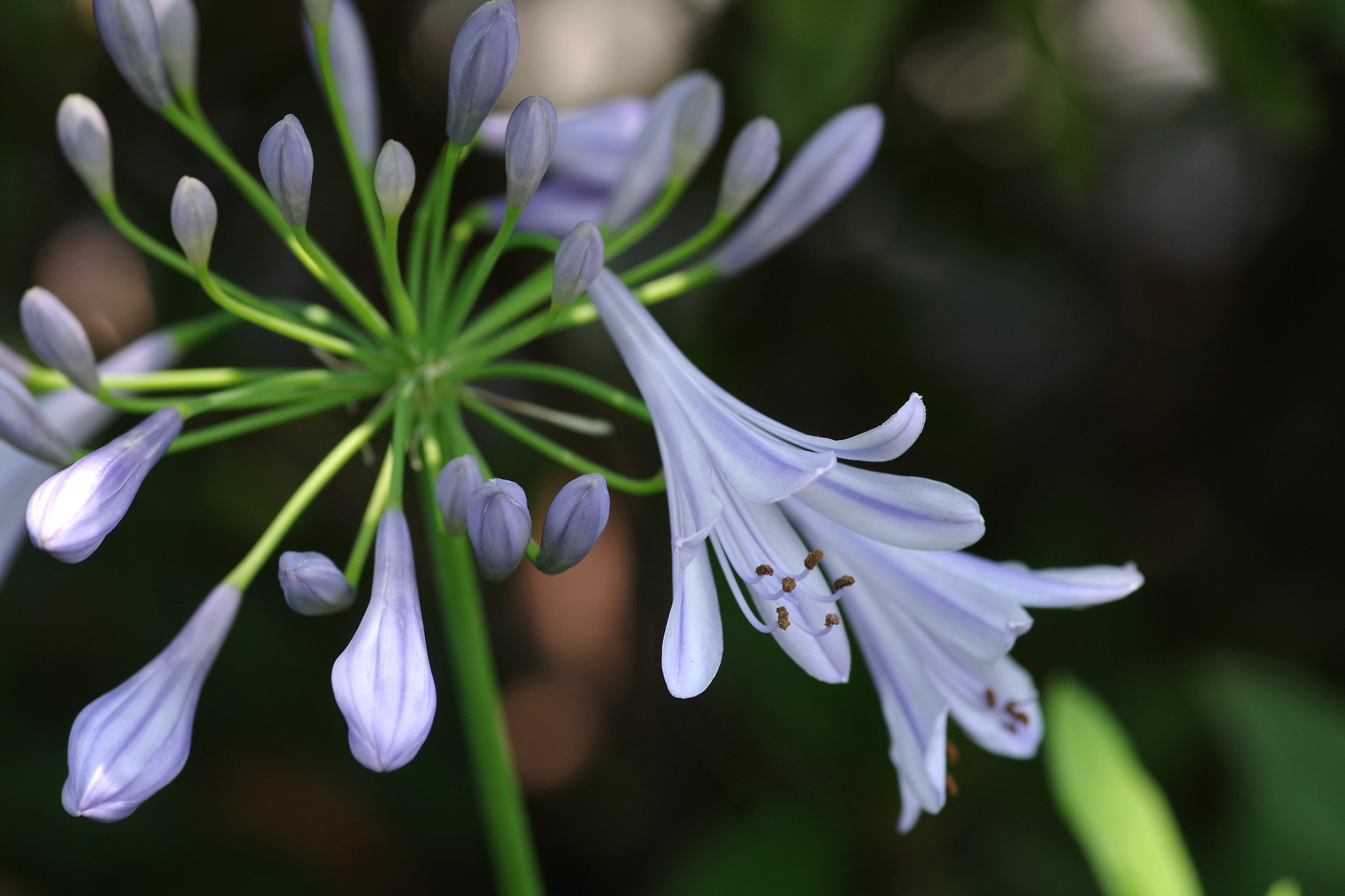 Pentax smc D-FA 100mm F2.8 Macro WR sample photo. Agapanthus photography