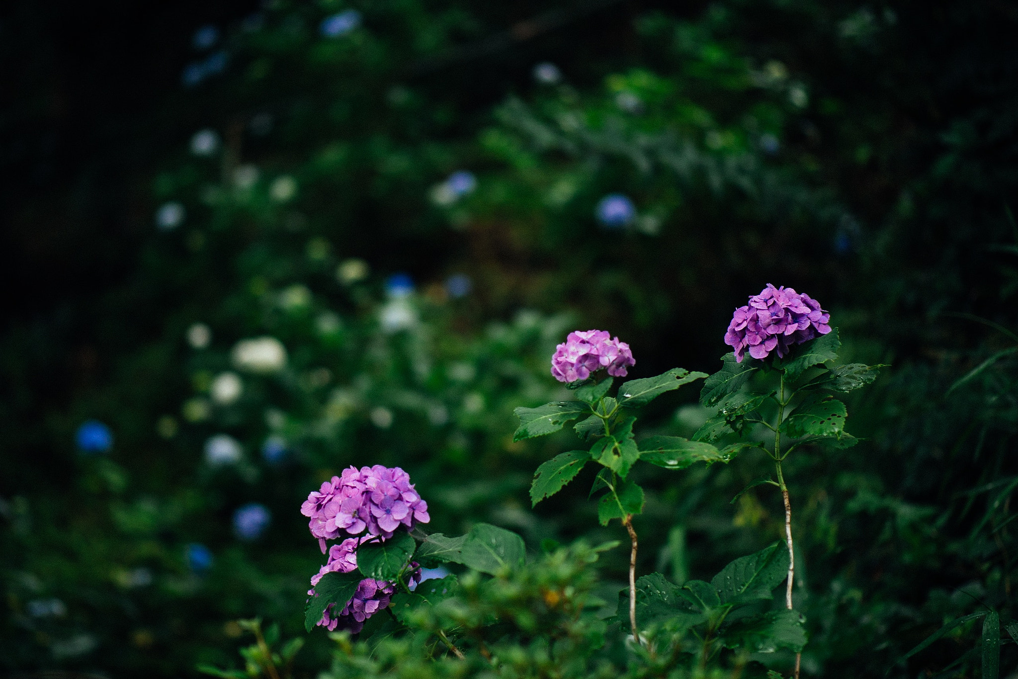 Panasonic Lumix DMC-GX7 + Panasonic Leica DG Nocticron 42.5mm F1.2 ASPH OIS sample photo. Wild hydrangea, ajisai-temple, shizuoka photography