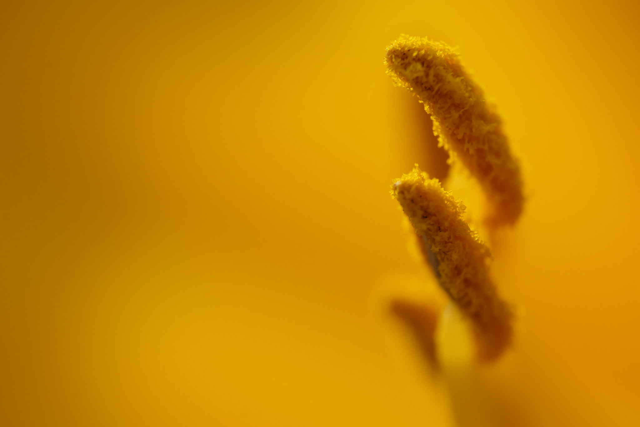 Fujifilm X-A1 + Fujifilm XF 55-200mm F3.5-4.8 R LM OIS sample photo. Flower stamen 2015.07.03 photography