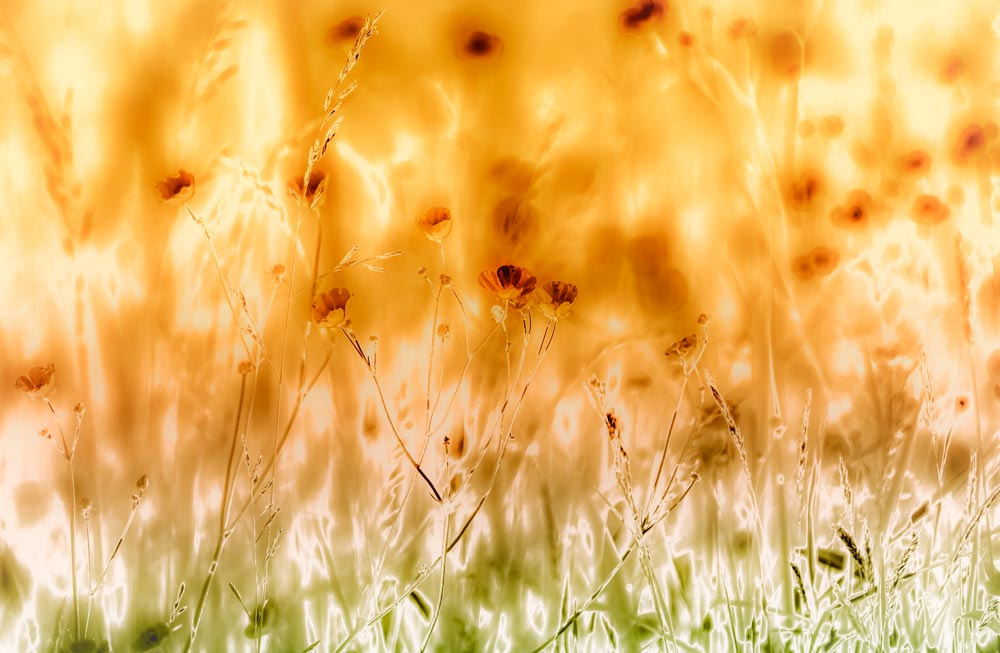 Sigma 150-600mm F5-6.3 DG OS HSM | C sample photo. Buttercups photography