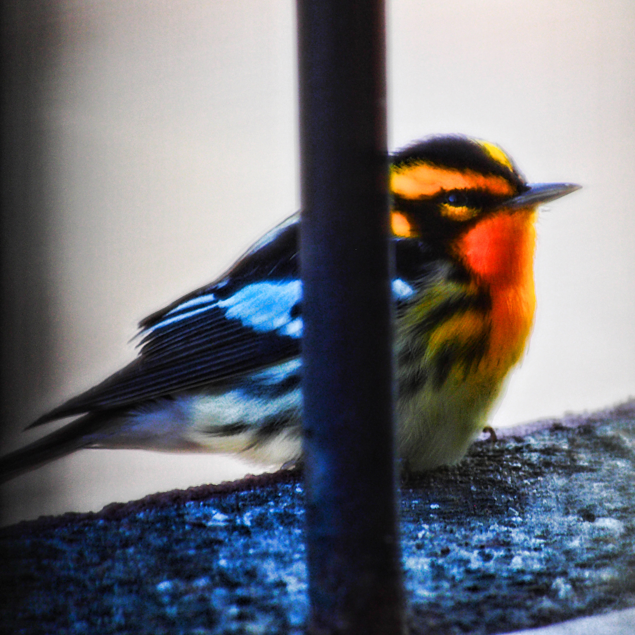 Olympus OM-D E-M5 sample photo. Behind bars... photography