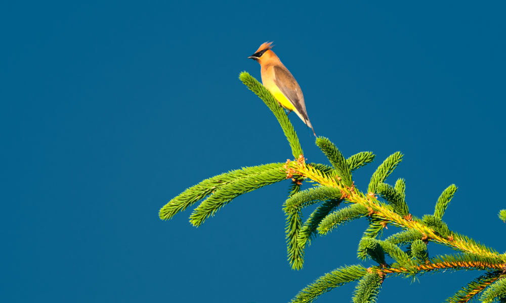 Sigma 150-600mm F5-6.3 DG OS HSM | C sample photo. Tree top waxwing photography