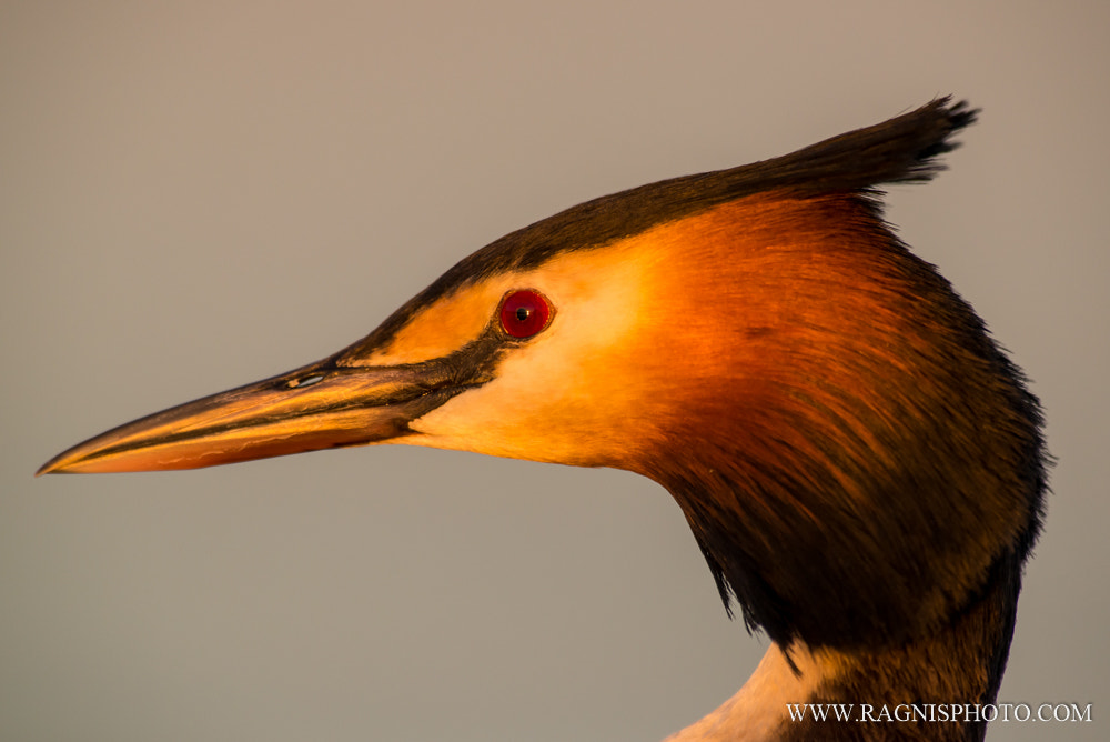 Nikon AF-S Nikkor 300mm F2.8G ED VR II sample photo. Portrait of a great crested grebe at sunset photography
