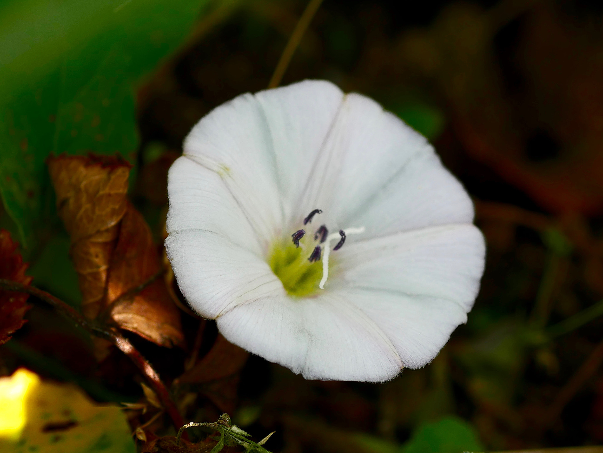 Panasonic DMC-G70 + Panasonic Lumix G Macro 30mm F2.8 ASPH Mega OIS sample photo. La voix de son maitre...! photography