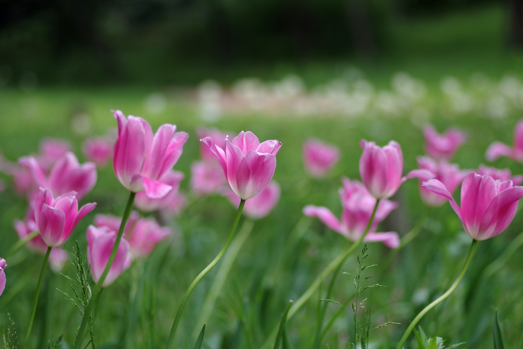Pentax smc D-FA 100mm F2.8 Macro WR sample photo. Tulip photography