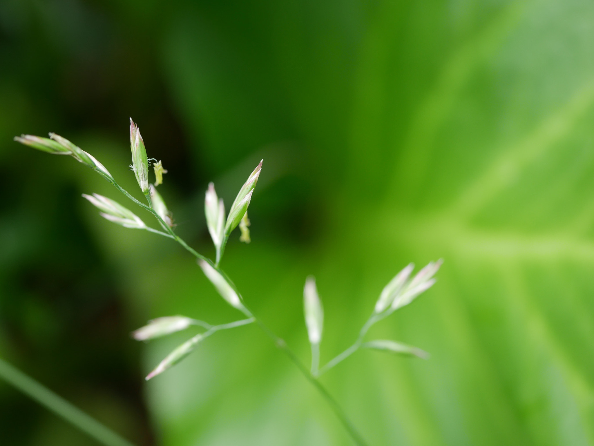 Panasonic Lumix G Macro 30mm F2.8 ASPH Mega OIS sample photo. Herbacé photography