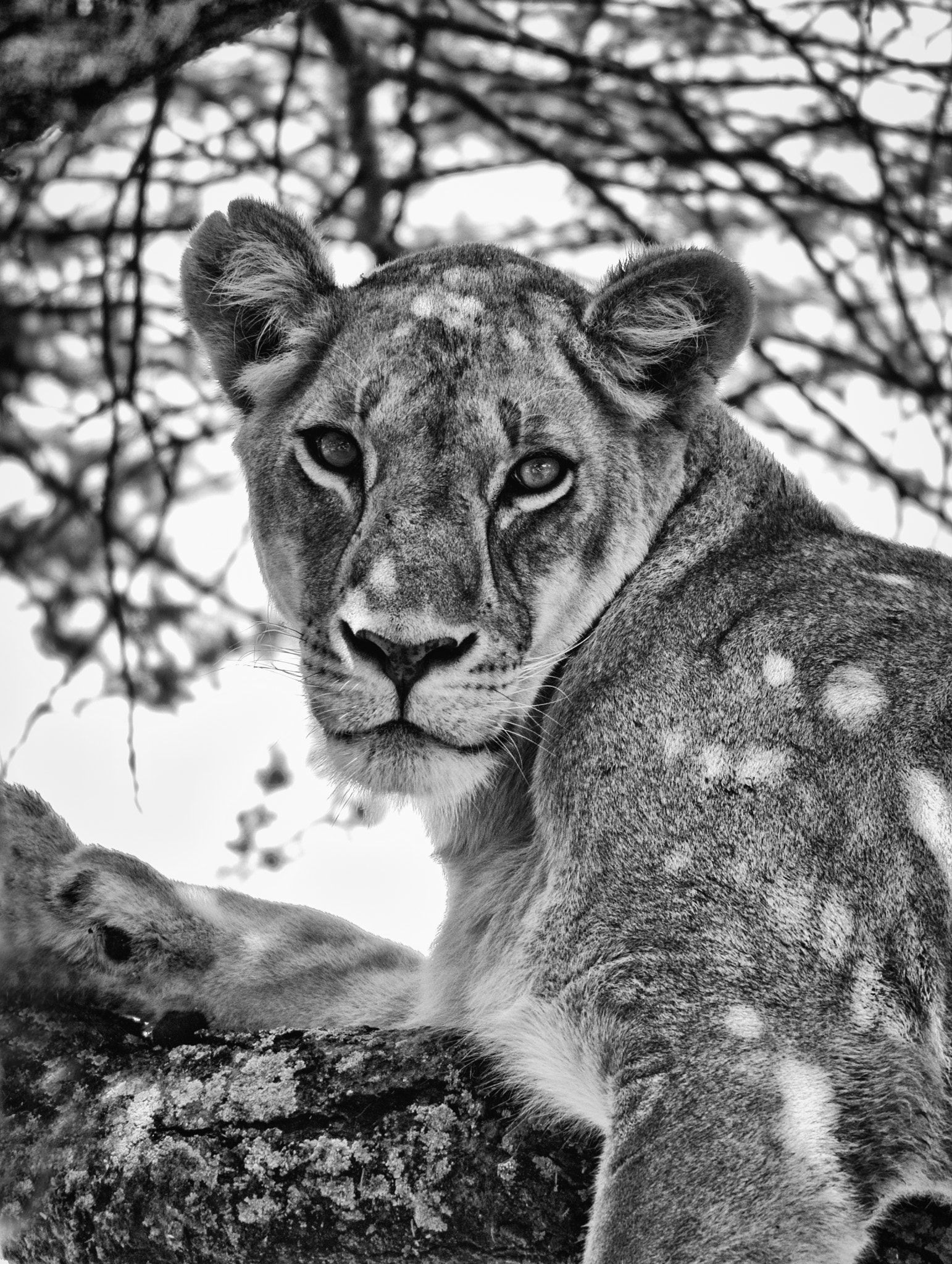 Sigma 150-600mm F5-6.3 DG OS HSM | C sample photo. Edit edit edit photography