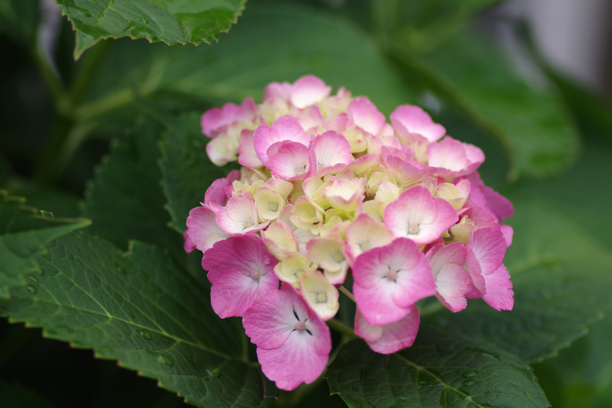 Pentax smc D-FA 100mm F2.8 Macro WR sample photo. Hydrangea (アジサイ) photography