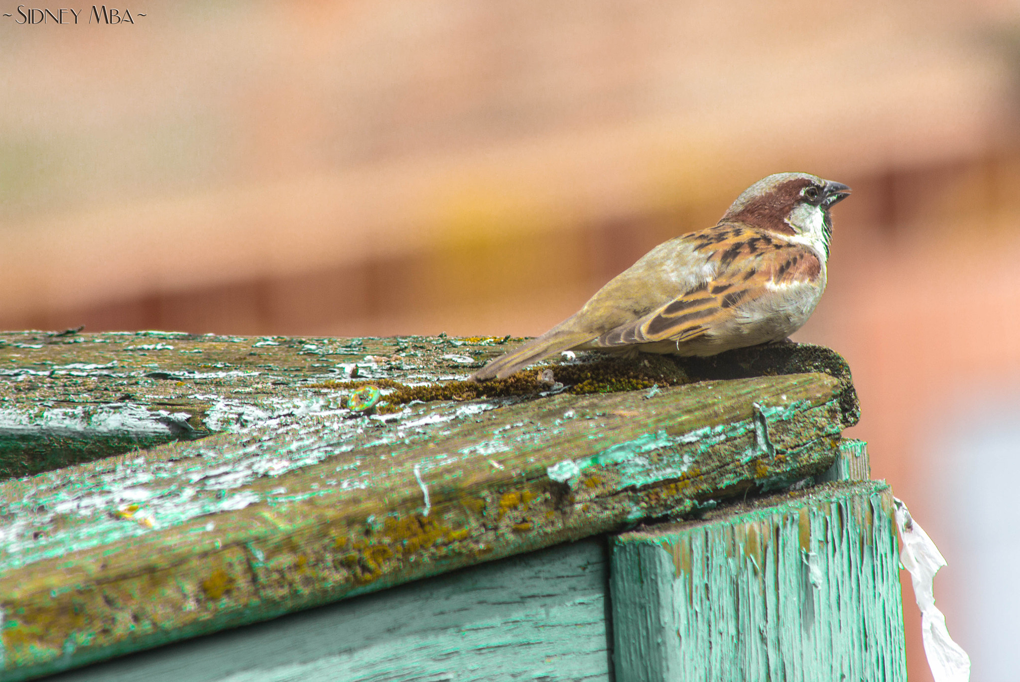 Sigma 70-300mm F4-5.6 APO DG Macro sample photo. Sparrow photography