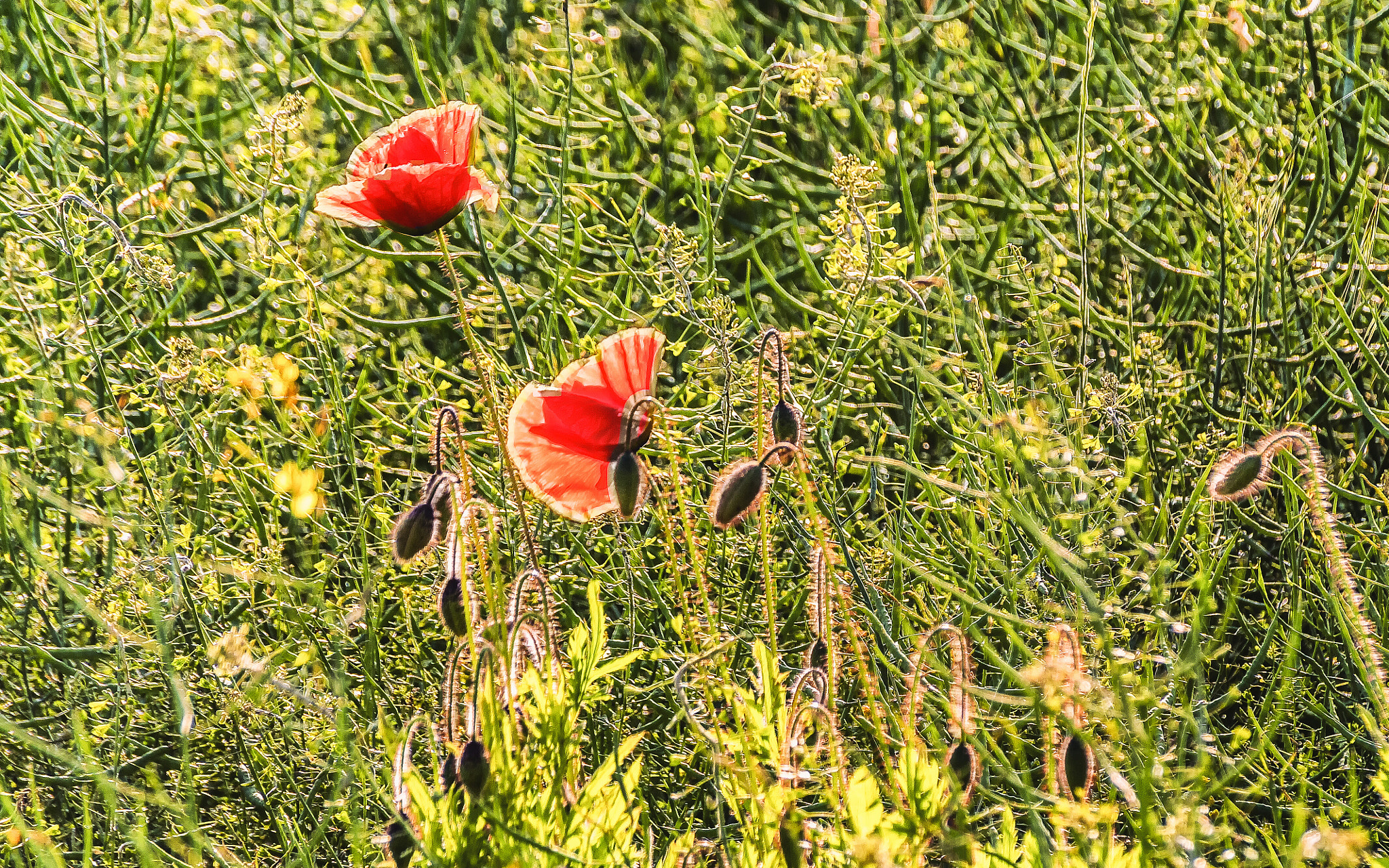 Tamron AF 18-250mm F3.5-6.3 Di II LD Aspherical (IF) Macro sample photo. Backlit poppies photography