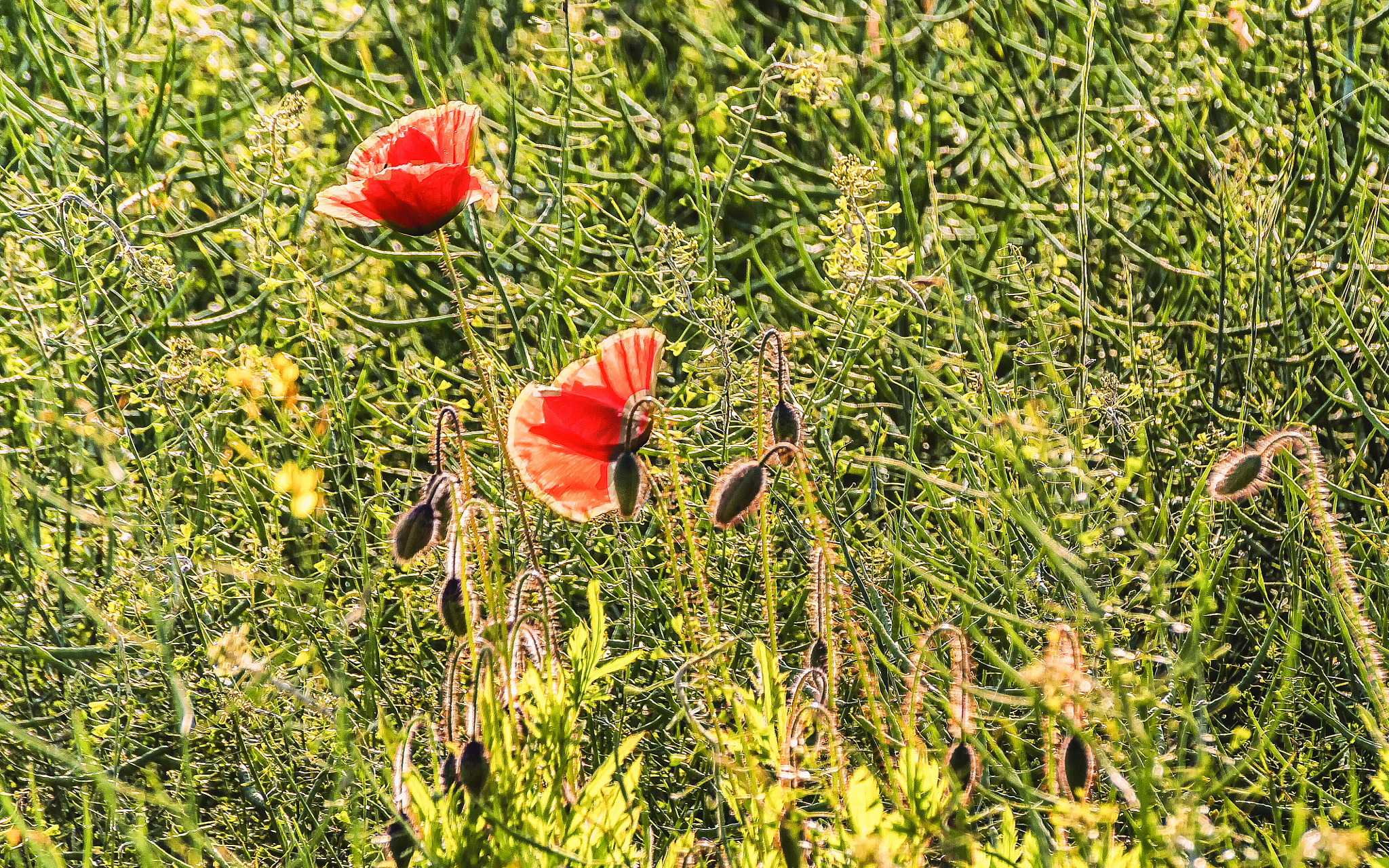 Pentax K-S1 sample photo. Backlit poppies photography