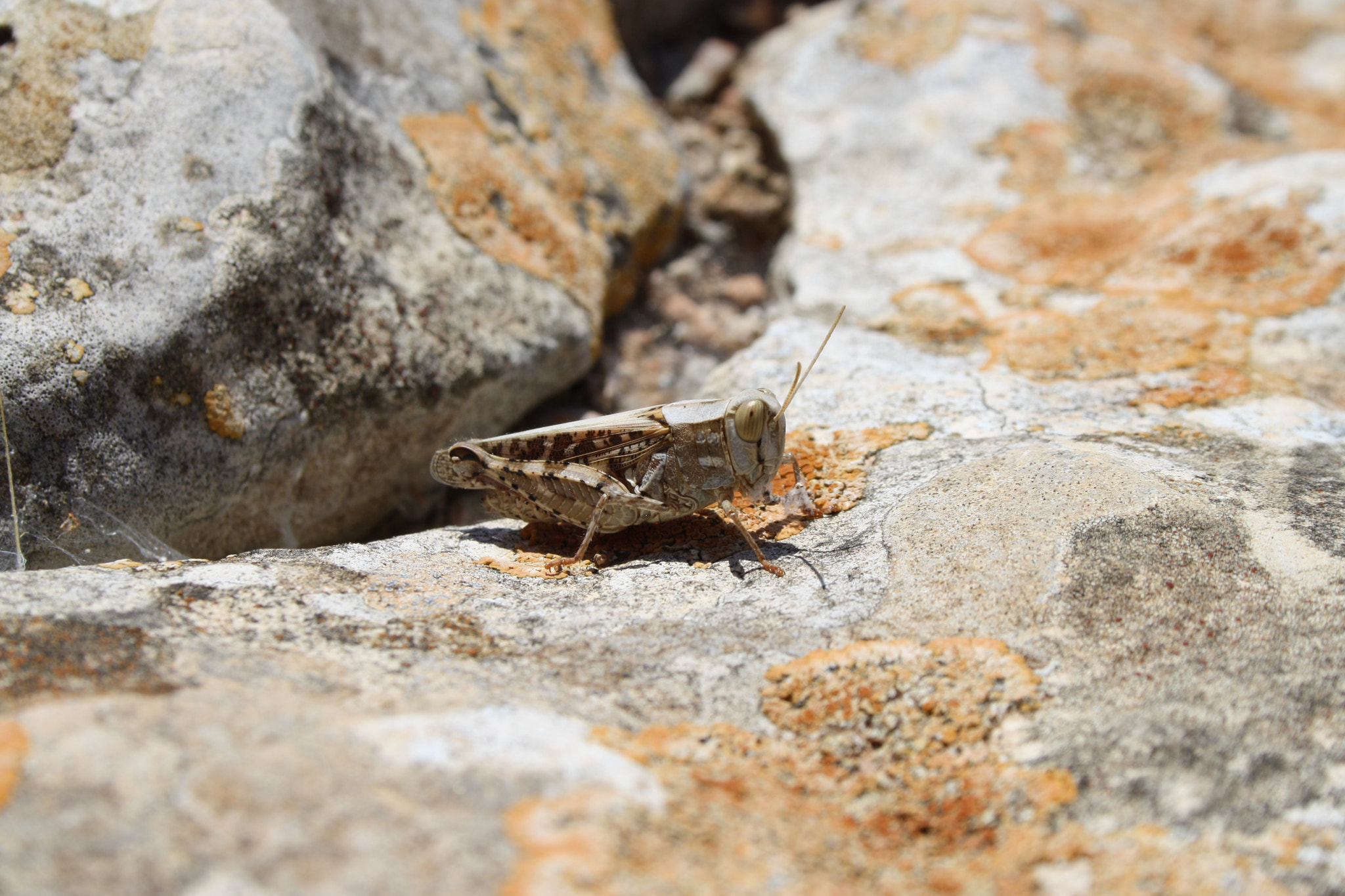 Canon EF-S 18-55mm F3.5-5.6 sample photo. Grasshopper photography