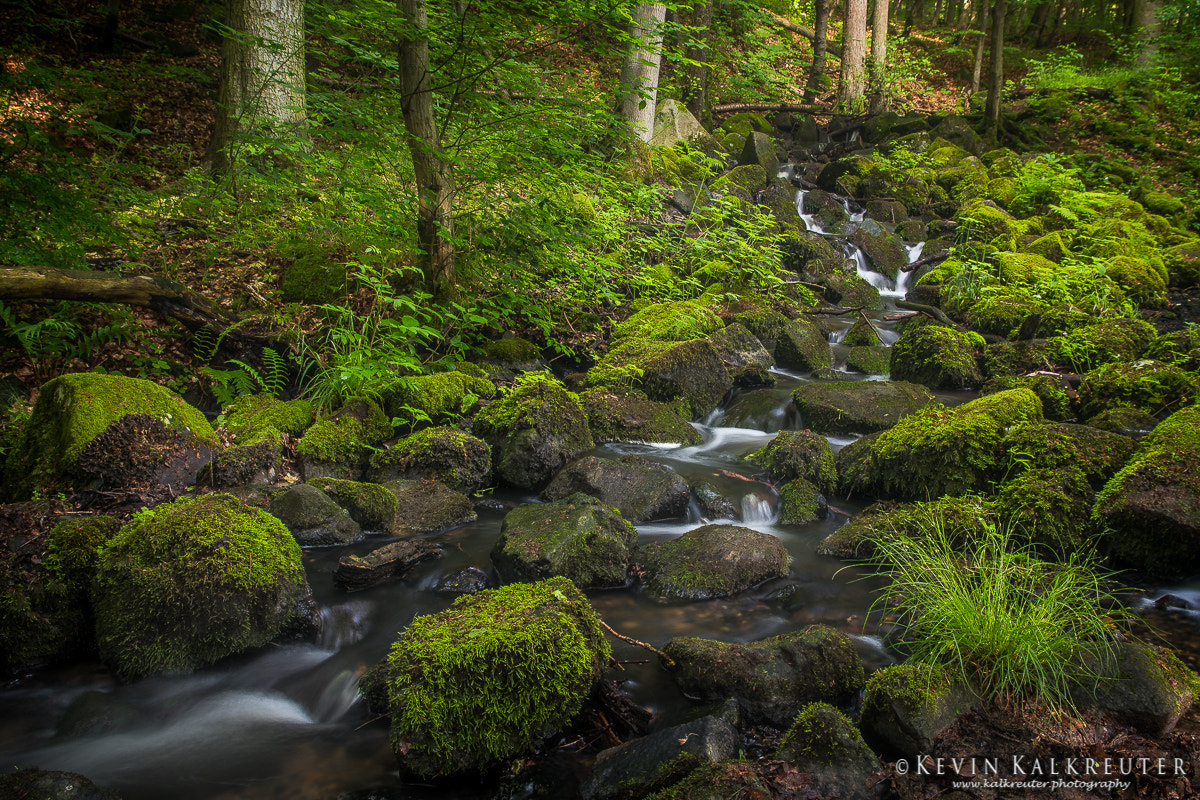 Sigma 17-70mm F2.8-4 DC Macro OS HSM | C sample photo. Nature photography