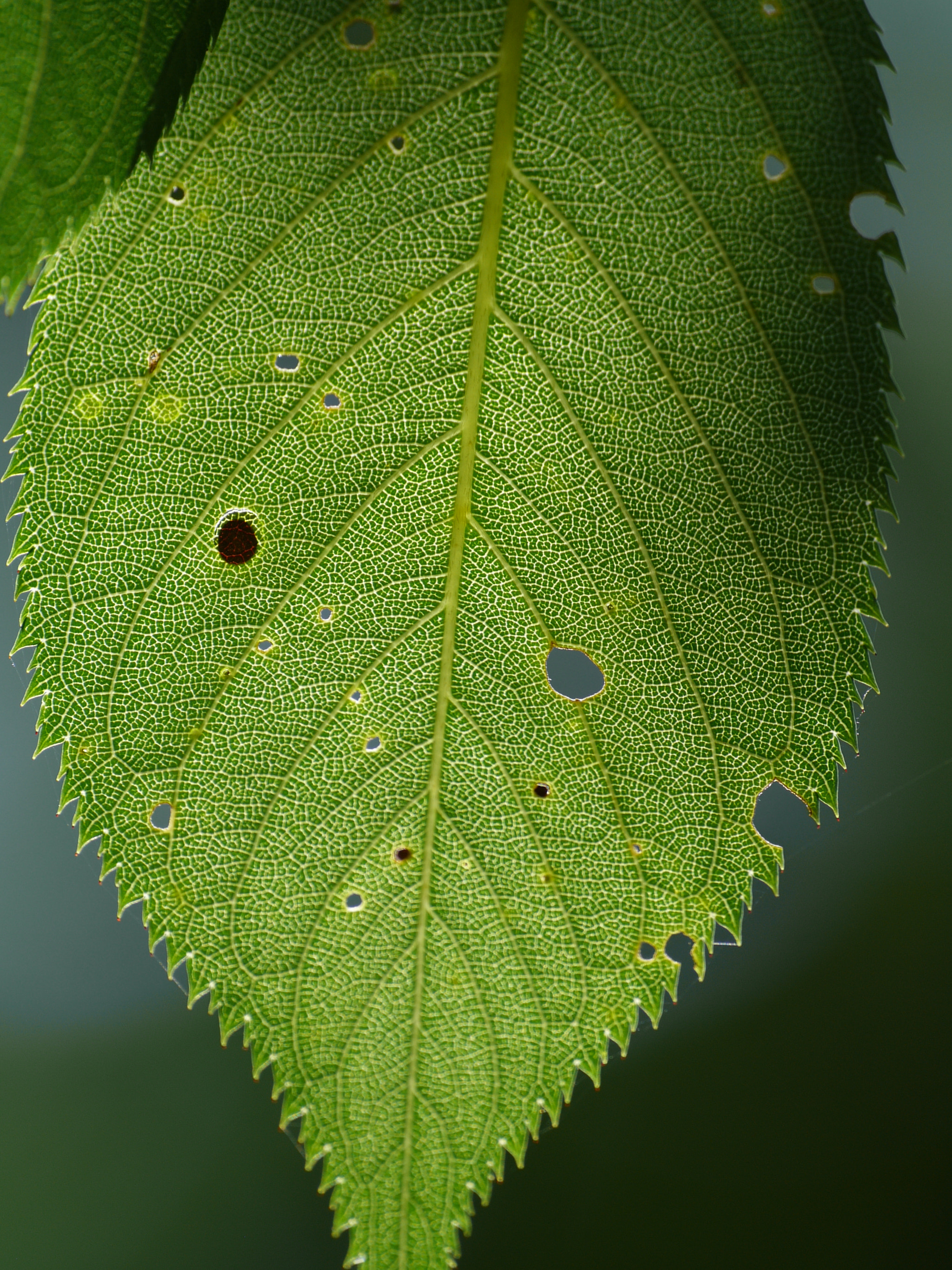 OLYMPUS DIGITAL 70mm-300mm Lens sample photo. A cherry tree leaf photography