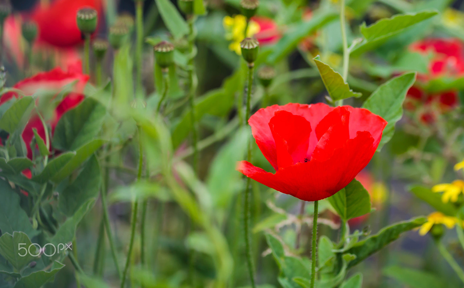 Canon EOS 750D (EOS Rebel T6i / EOS Kiss X8i) + Canon EF 70-200mm F4L IS USM sample photo. Red poppy photography