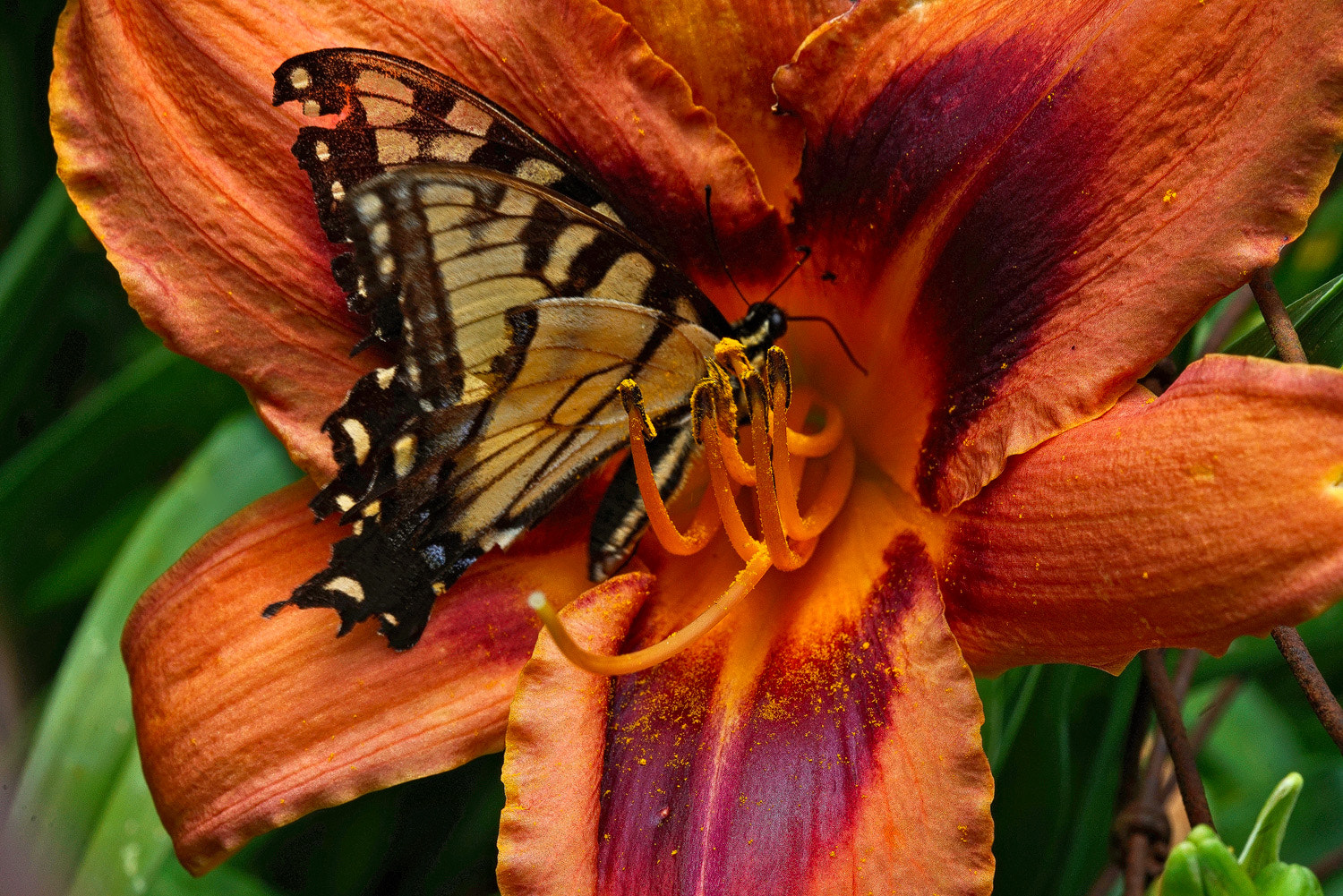 100mm F2.8 SSM sample photo. Photo bomber photography