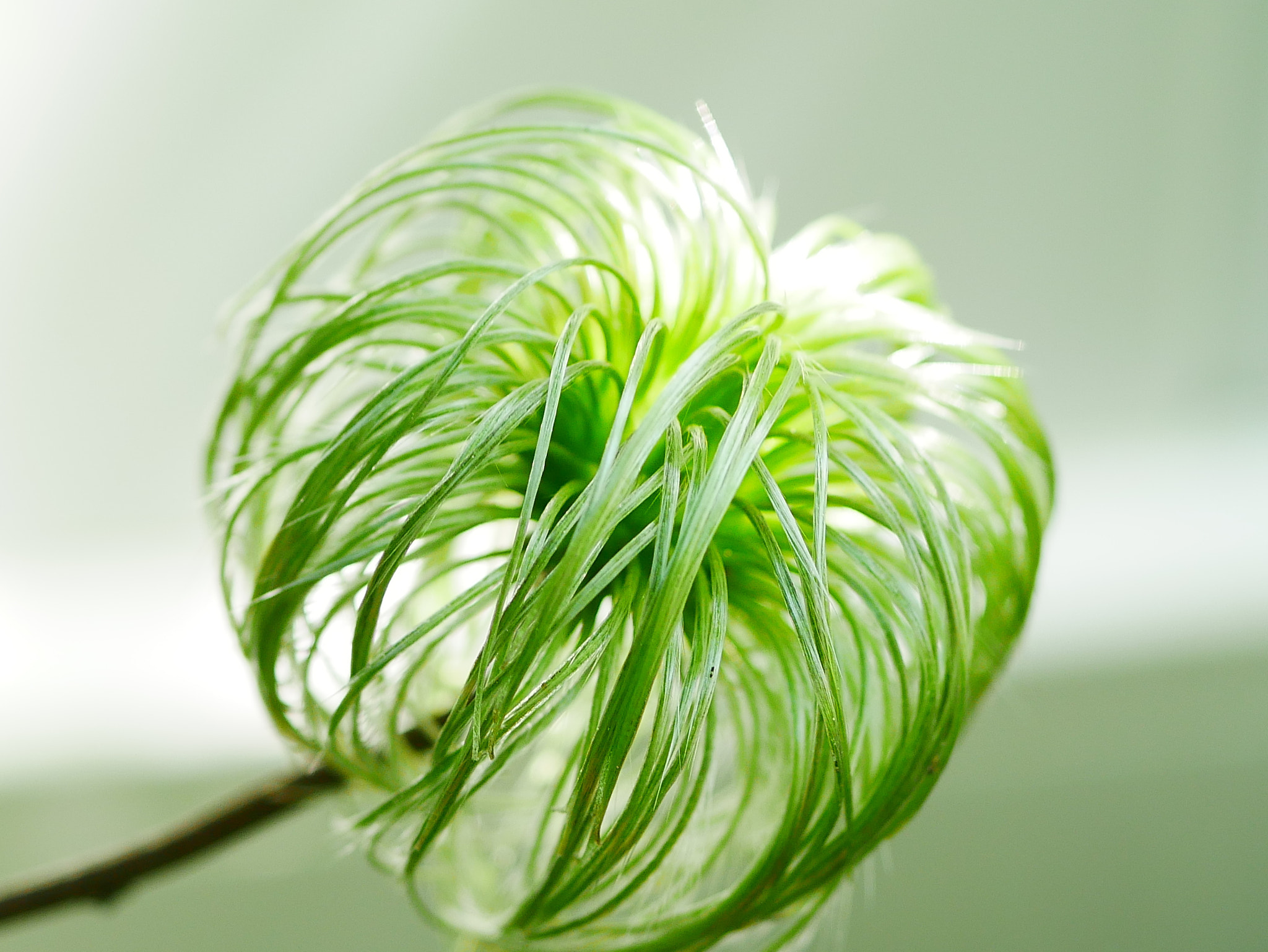 Panasonic Lumix G Macro 30mm F2.8 ASPH Mega OIS sample photo. De clématite photography