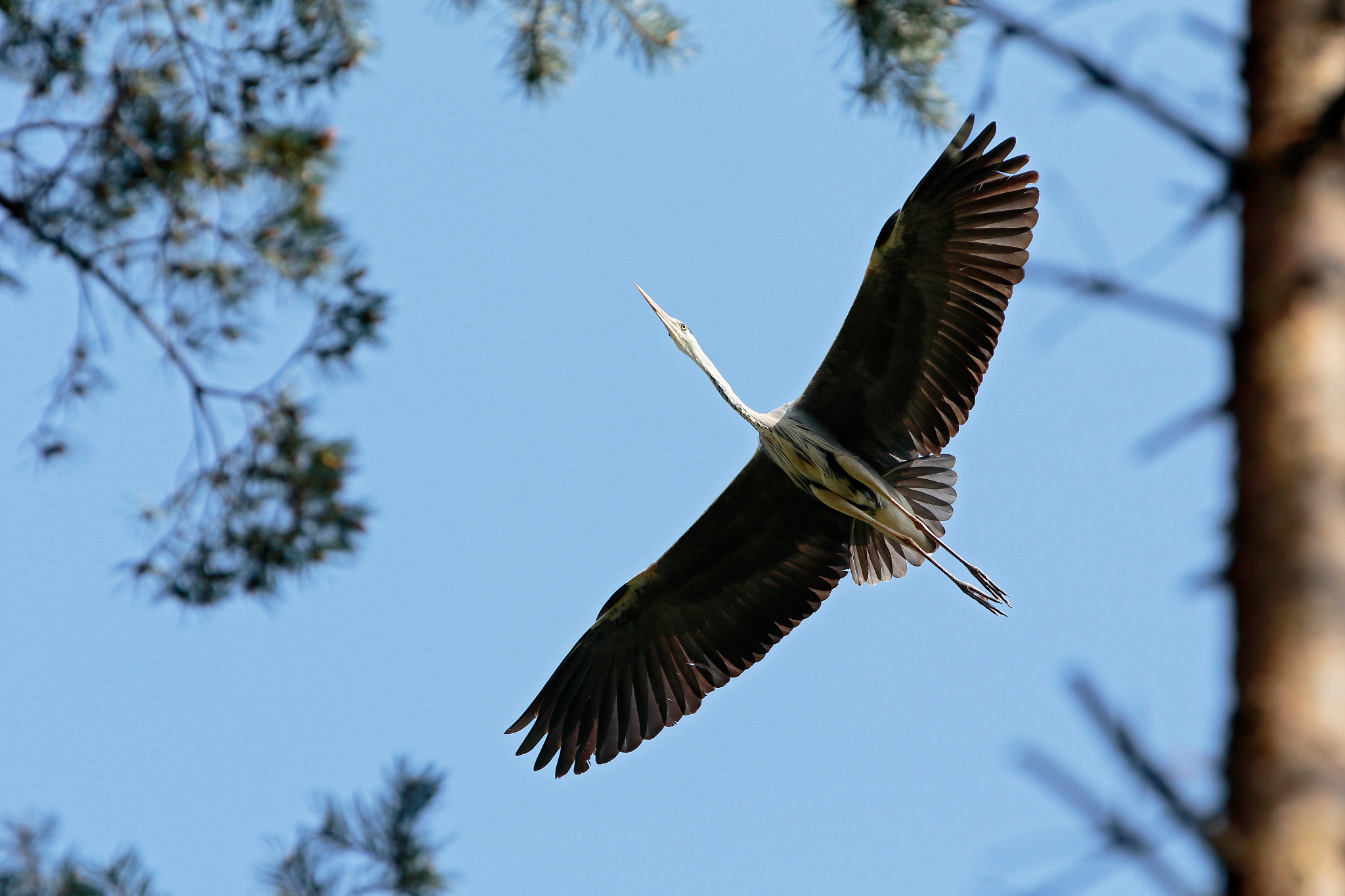 Canon EF 70-200mm F2.8L IS II USM sample photo. Ardea cinerea photography