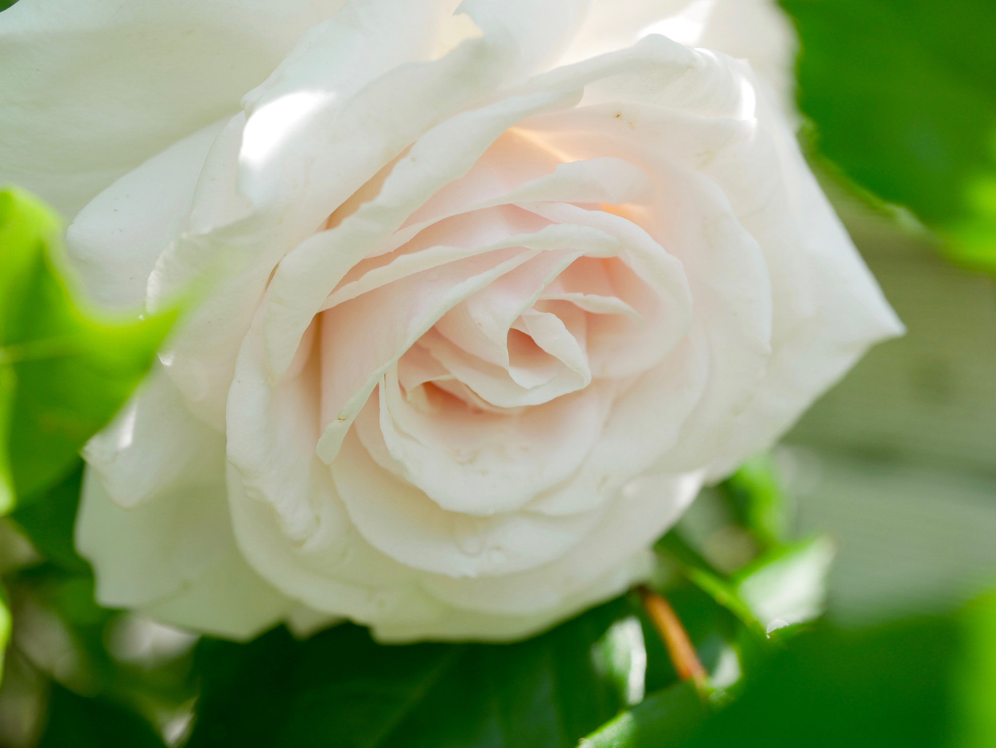 Panasonic Lumix G Macro 30mm F2.8 ASPH Mega OIS sample photo. Rose pale photography