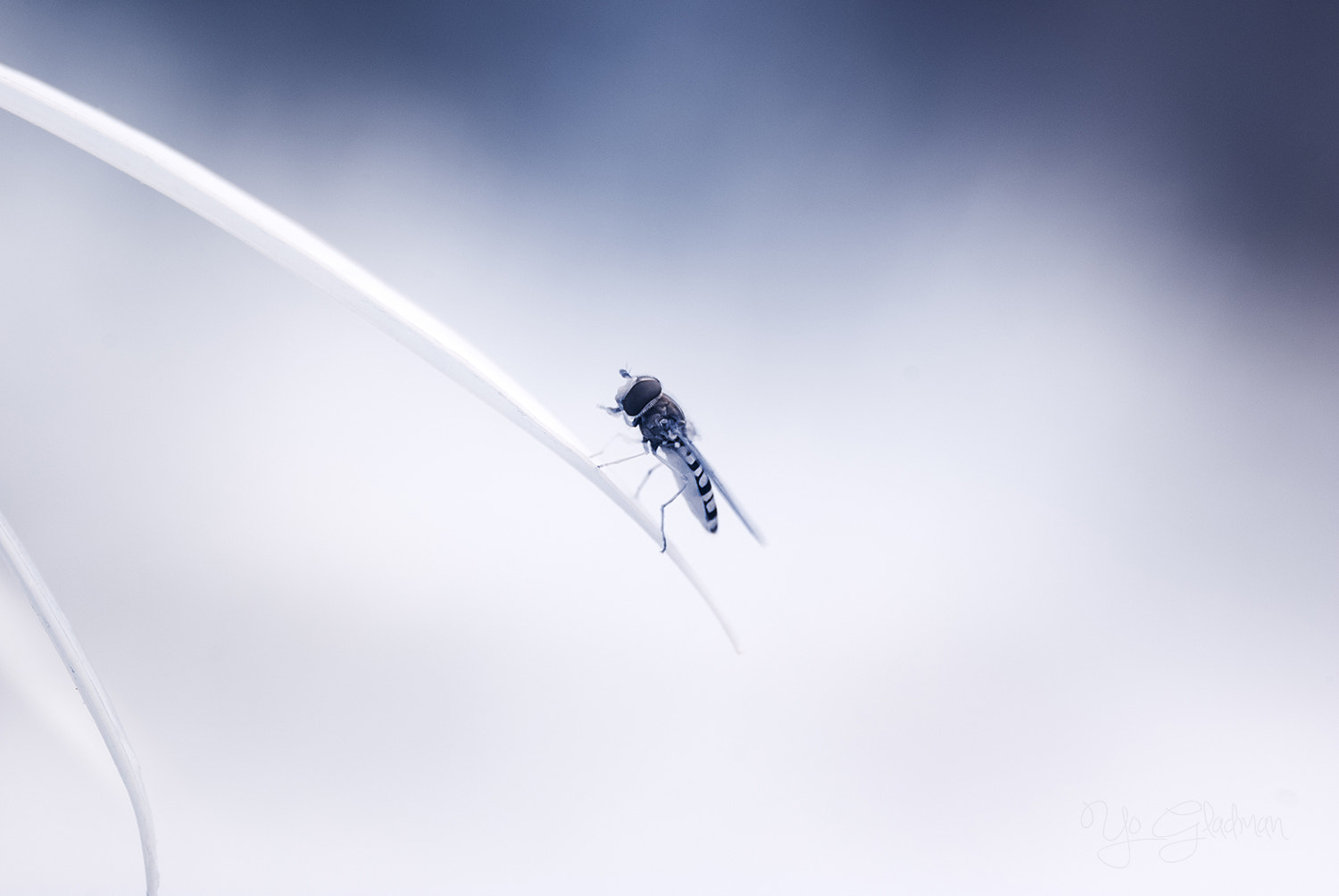 Nikon D80 sample photo. Infrared hornet photography