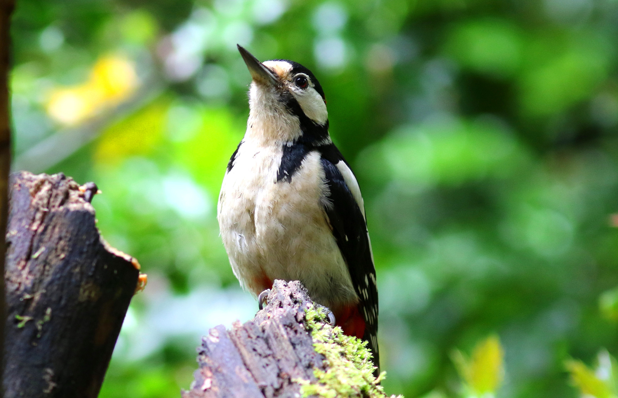 Canon EF 300mm F4L IS USM sample photo. Great spotted woodpecker photography