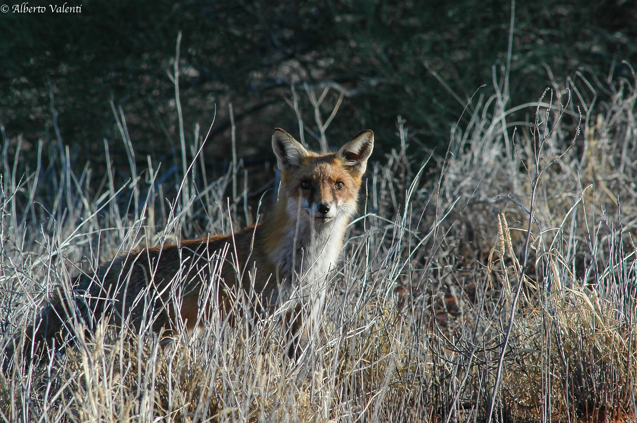 Nikon D70 + AF Nikkor 300mm f/4 IF-ED sample photo. Australian fox photography